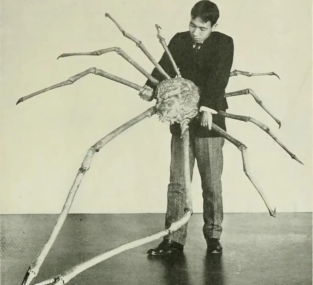 日本蜘蛛蟹，号称世界上最大的蟹类-百货之家