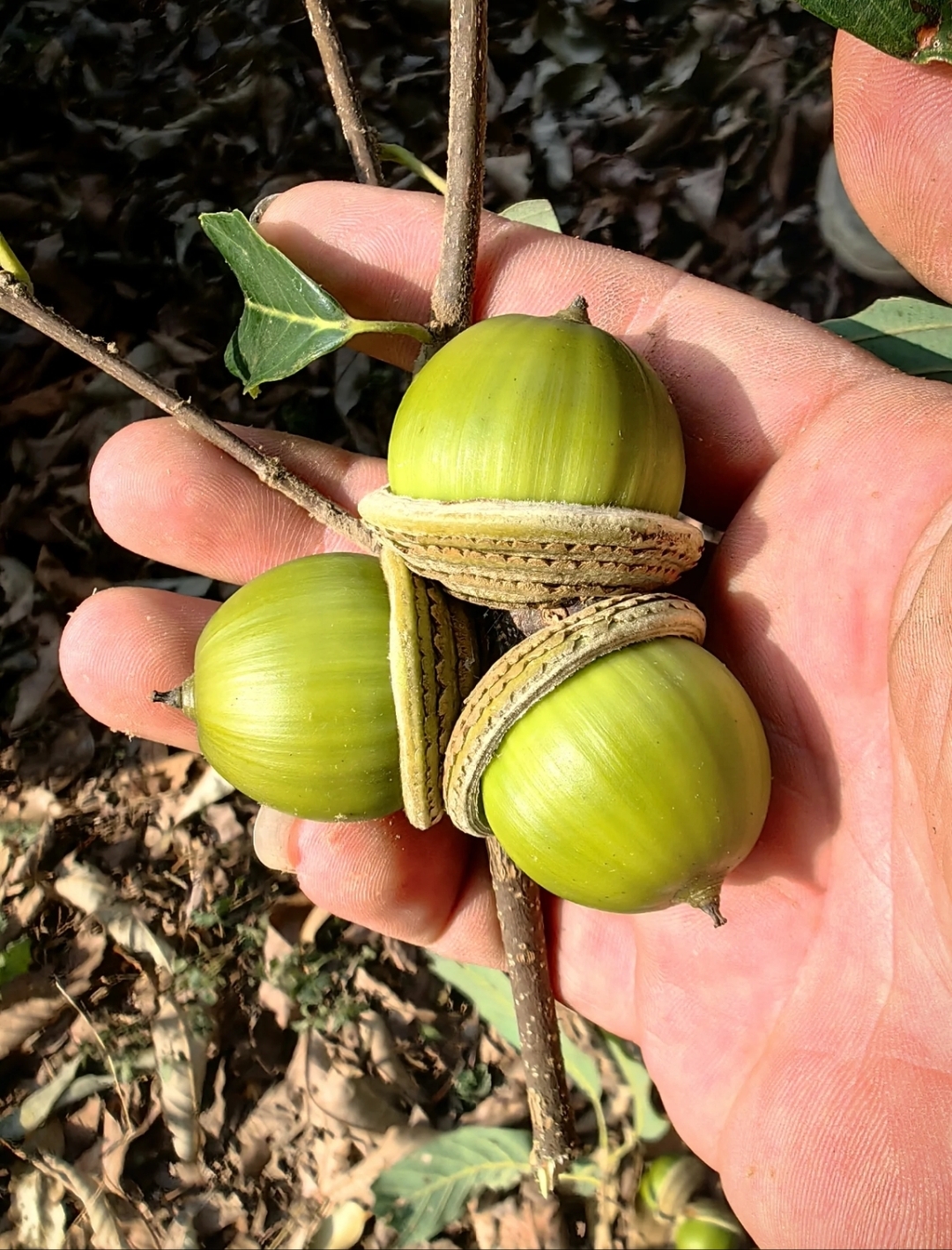 不懂就要问,这是啥果子,能拿来吃吗?