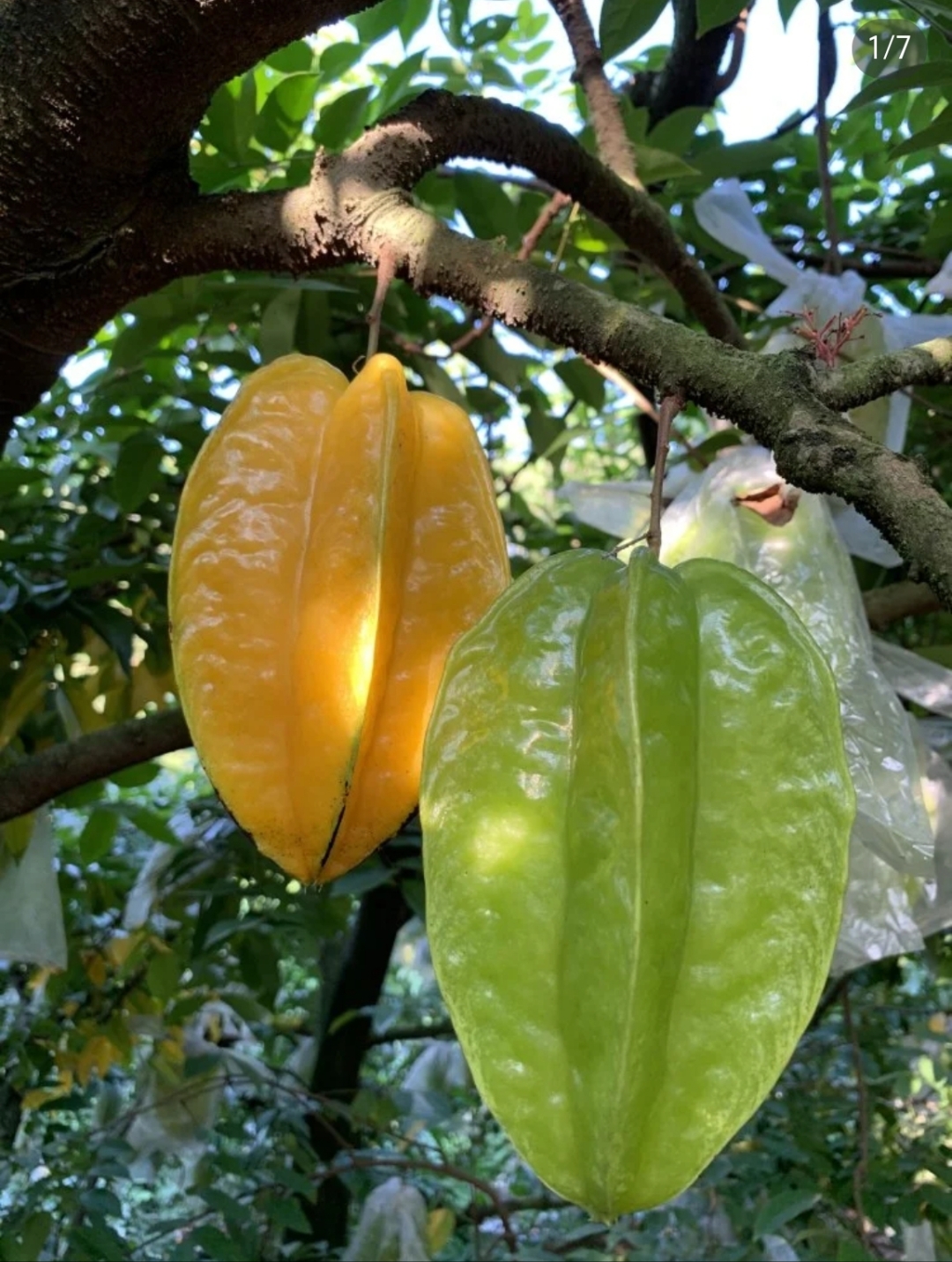 有点酸,有点甜,有点涩,在很多蛋糕的水果点缀中,经常能看到杨桃的身影