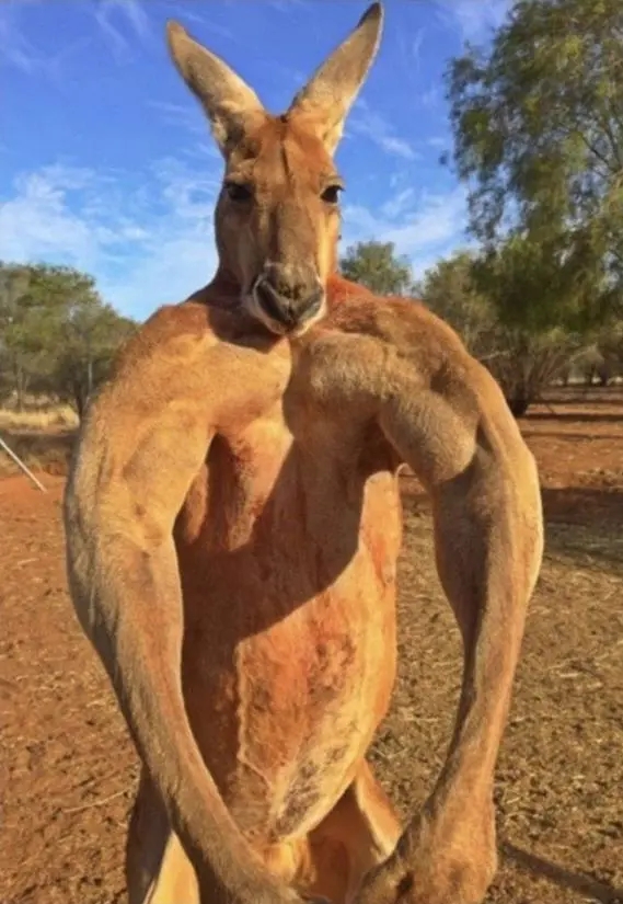 当看到母袋鼠经过,它们会故意紧绷肌肉,展现自己健硕的身材,这简直