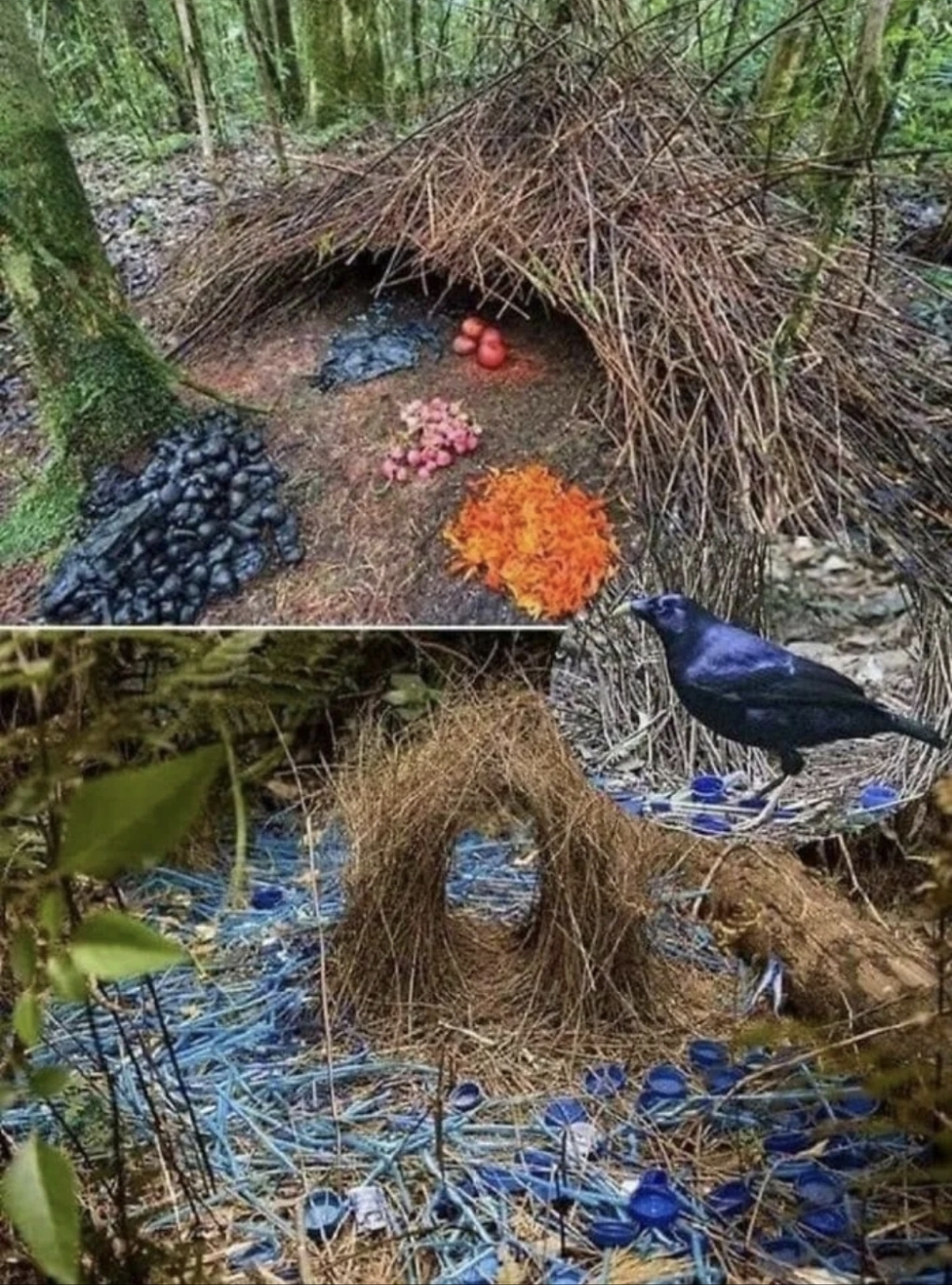 园丁鸟堪称鸟类中的"艺术家"