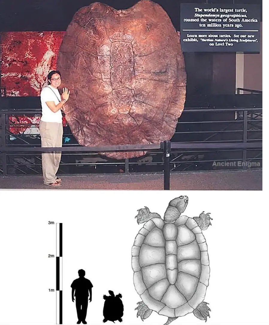 一千万年前,在南美游荡的巨型淡水龟!