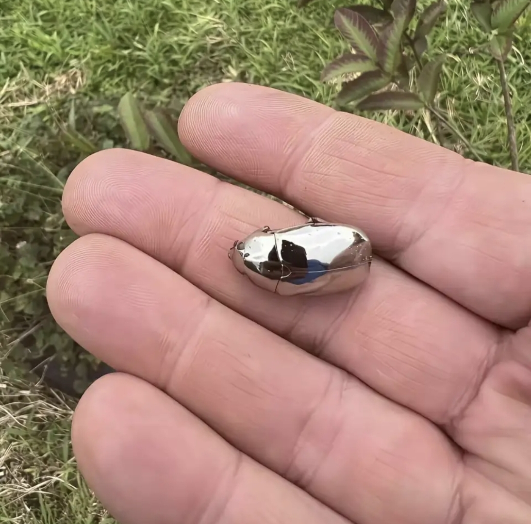 我这就好奇了,这玩意不会是保护动物吧,拿它出去卖