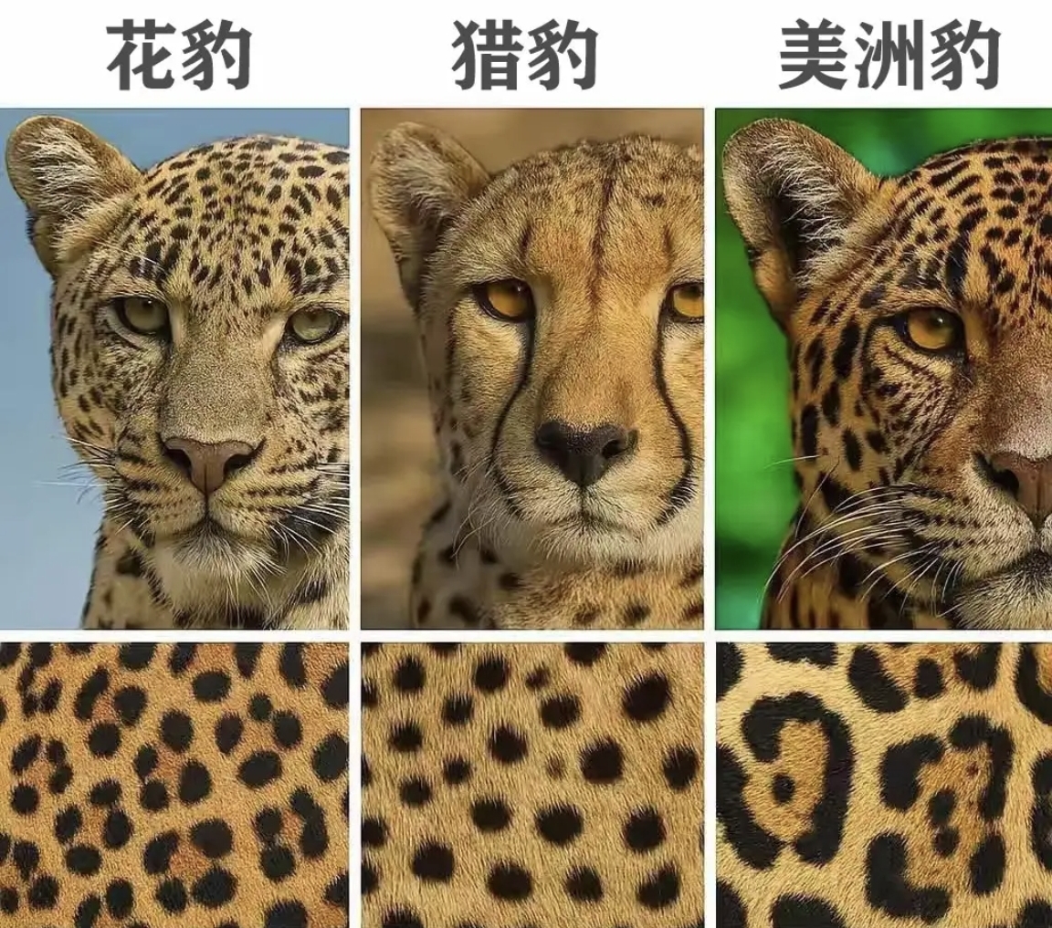 认真看它们身上的花纹,其实还是有区别的