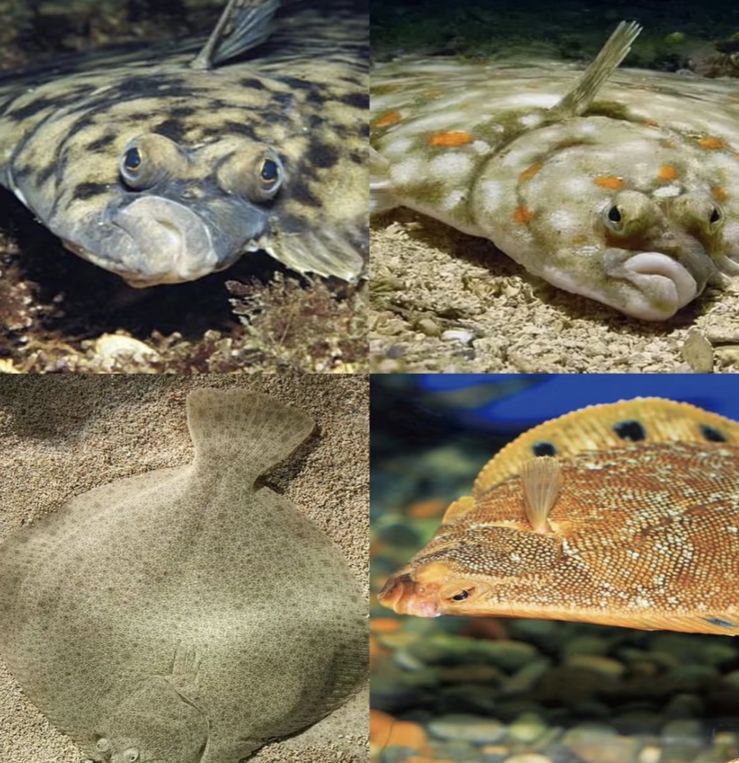 由于比目鱼承受着巨大的水压,它们会尽量钻进沙子里,不太