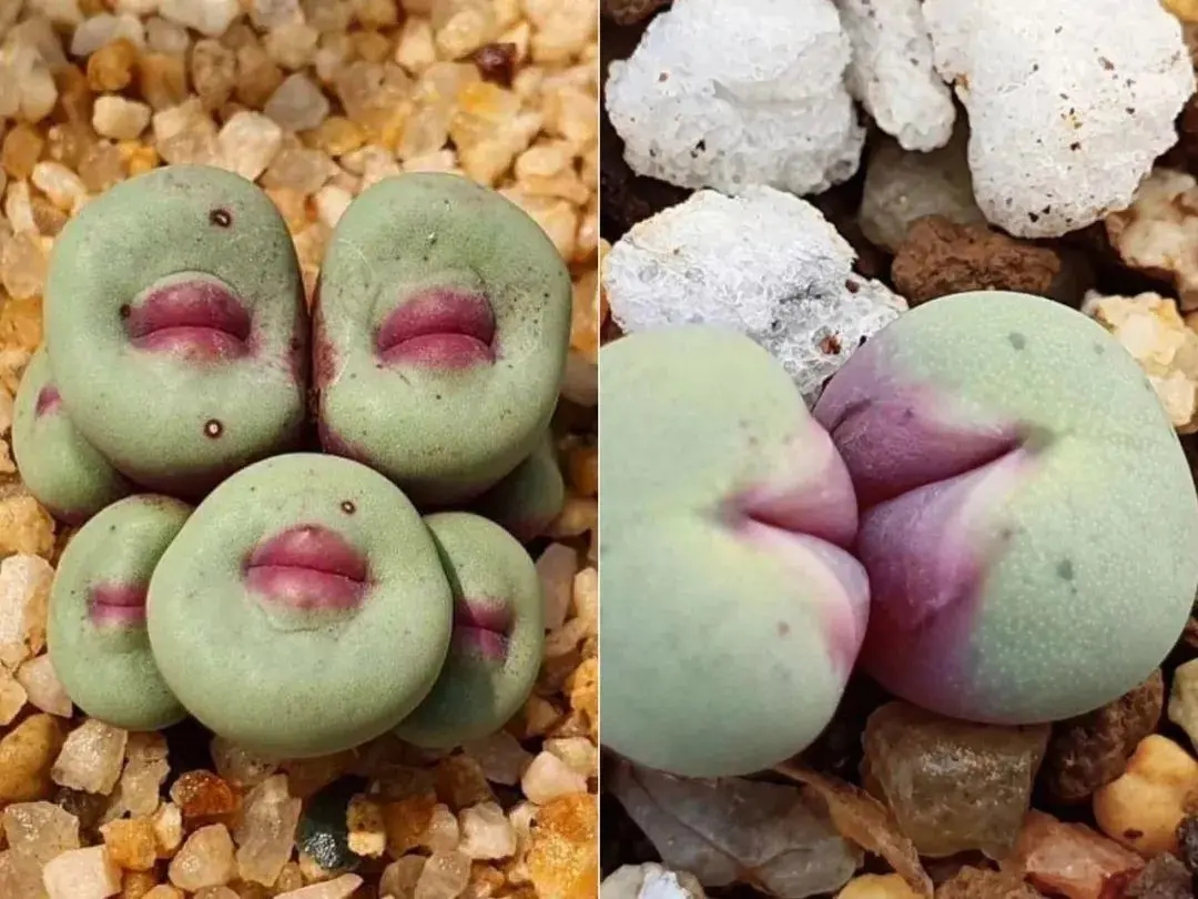 一种多肉植物,它们就真的长成了这样.这造型,真的很像人类的红嘴唇