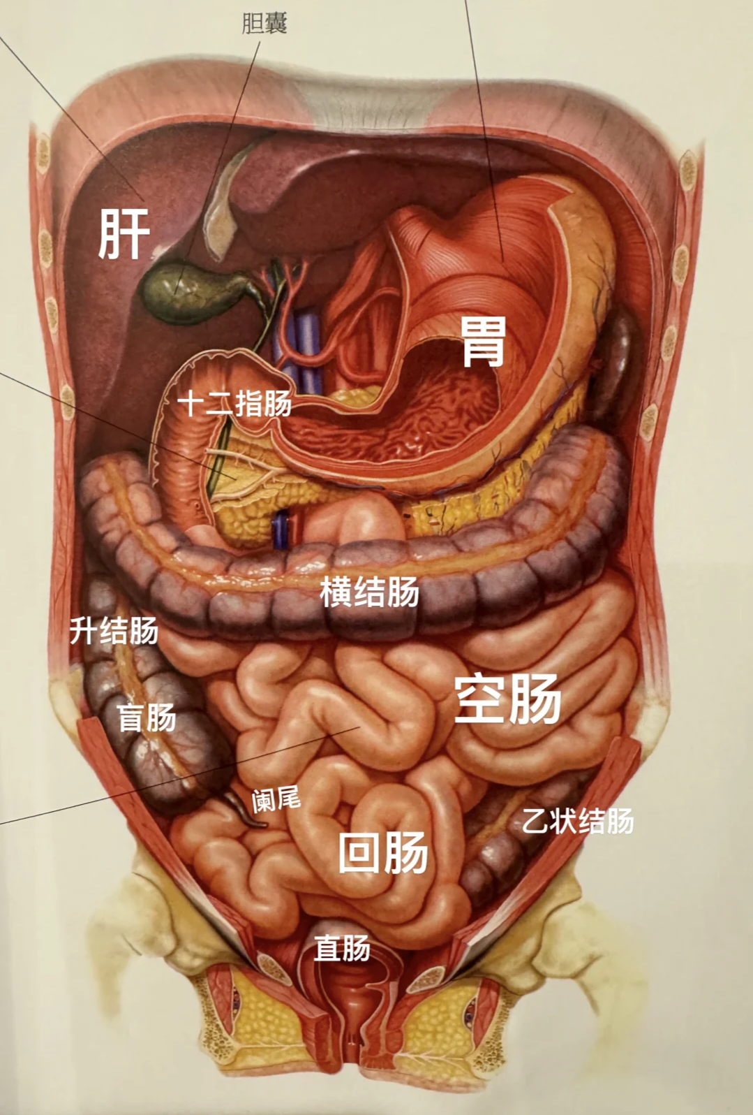 由西安一男子体藏40斤粪便,引岀的三个问题:便秘