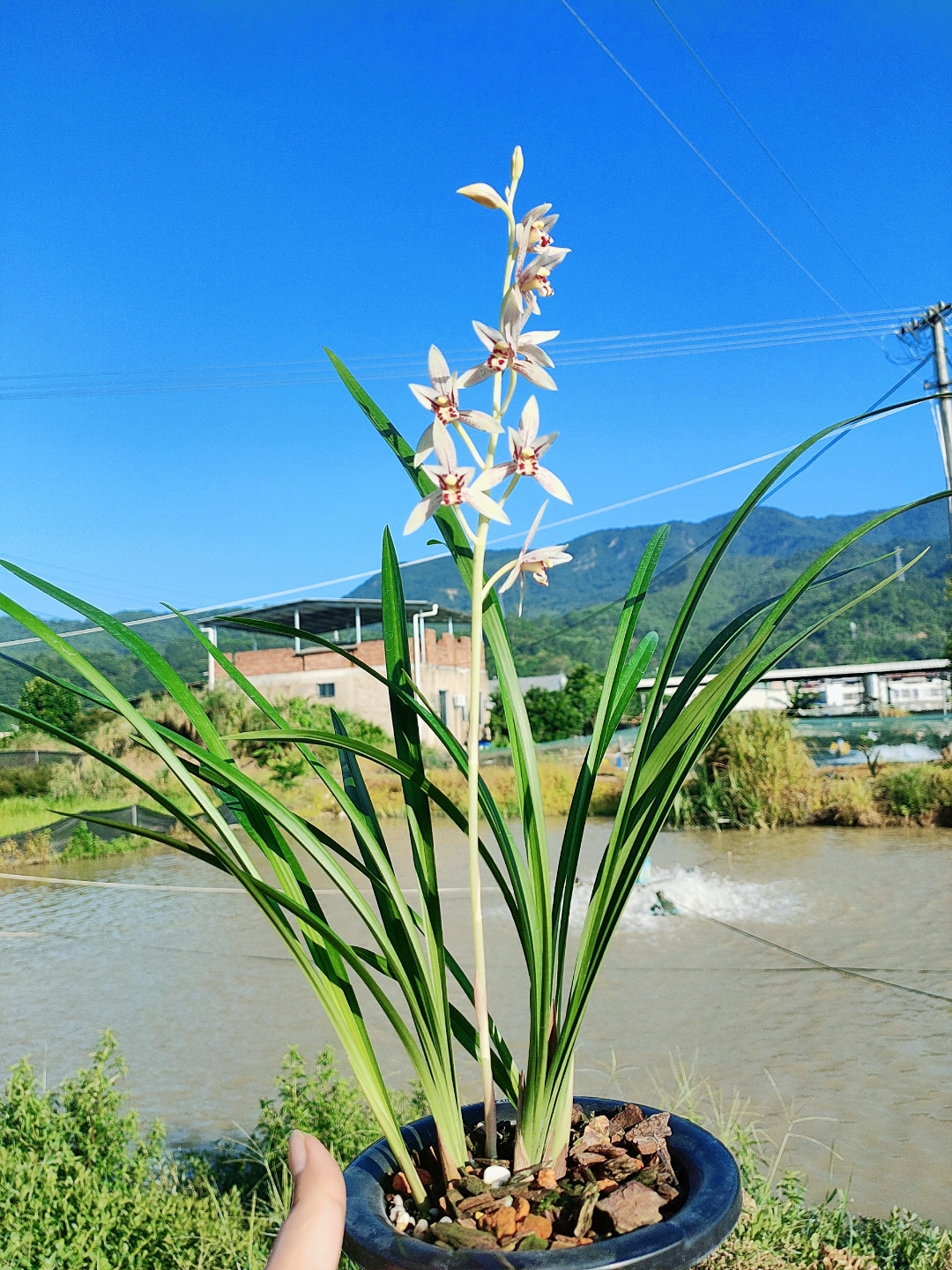 兰花#建兰白娘子白花彩