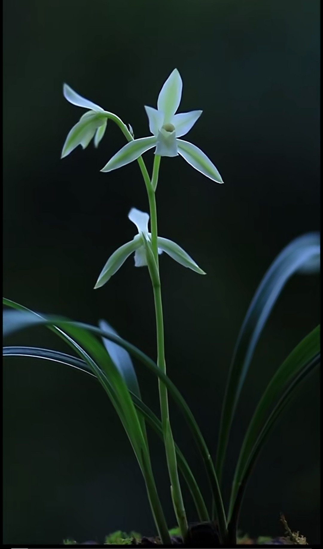 建兰黄山雪之前在台湾省那边叫*宜兰白花*为台湾宜兰原生种四季兰