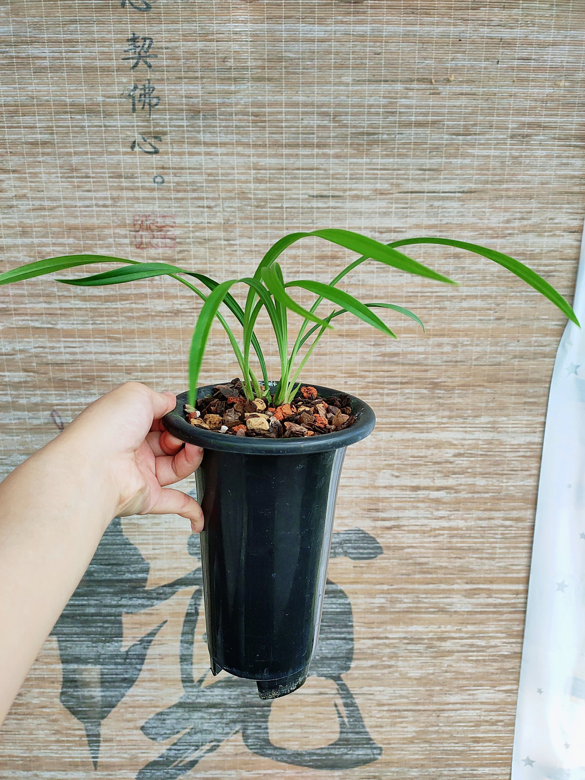 建兰黄山雪之前在台湾省那边叫*宜兰白花*为台湾宜兰原生种四季兰