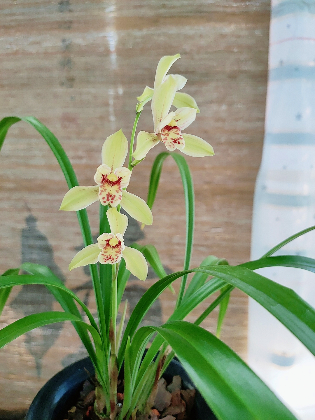 建兰# 鹤山彩荷花大浓香型!高出架!弓垂型叶姿!#兰花