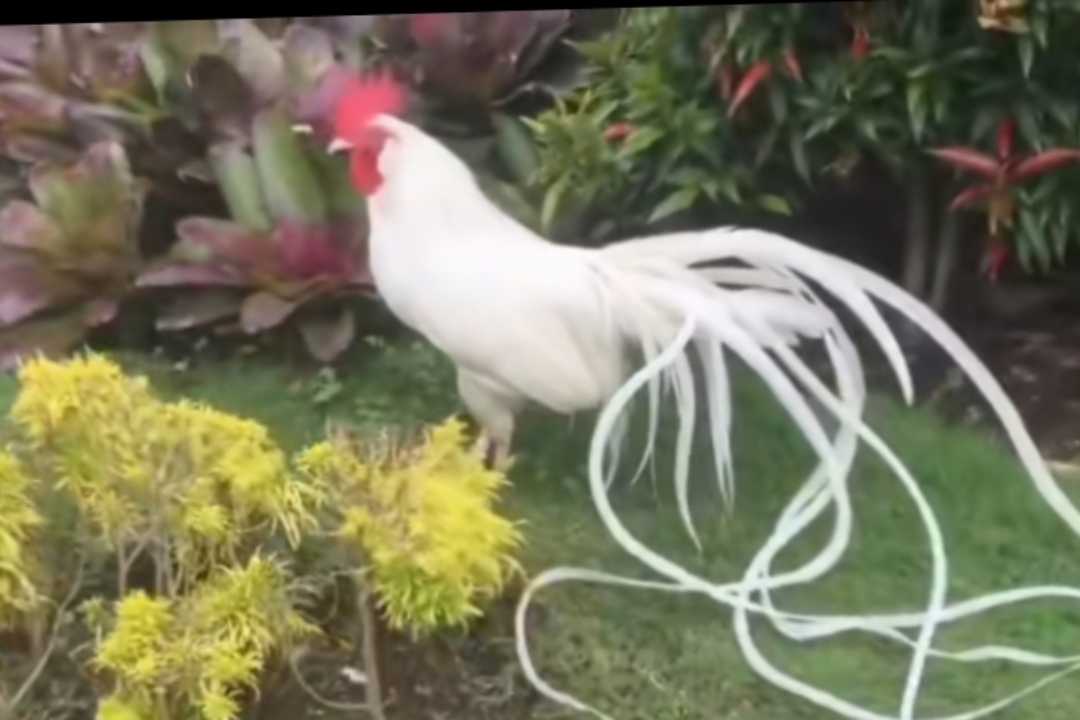 长尾鸡是一种很有观赏价值的鸡,它的尾巴长达数米,非常漂亮,还有人