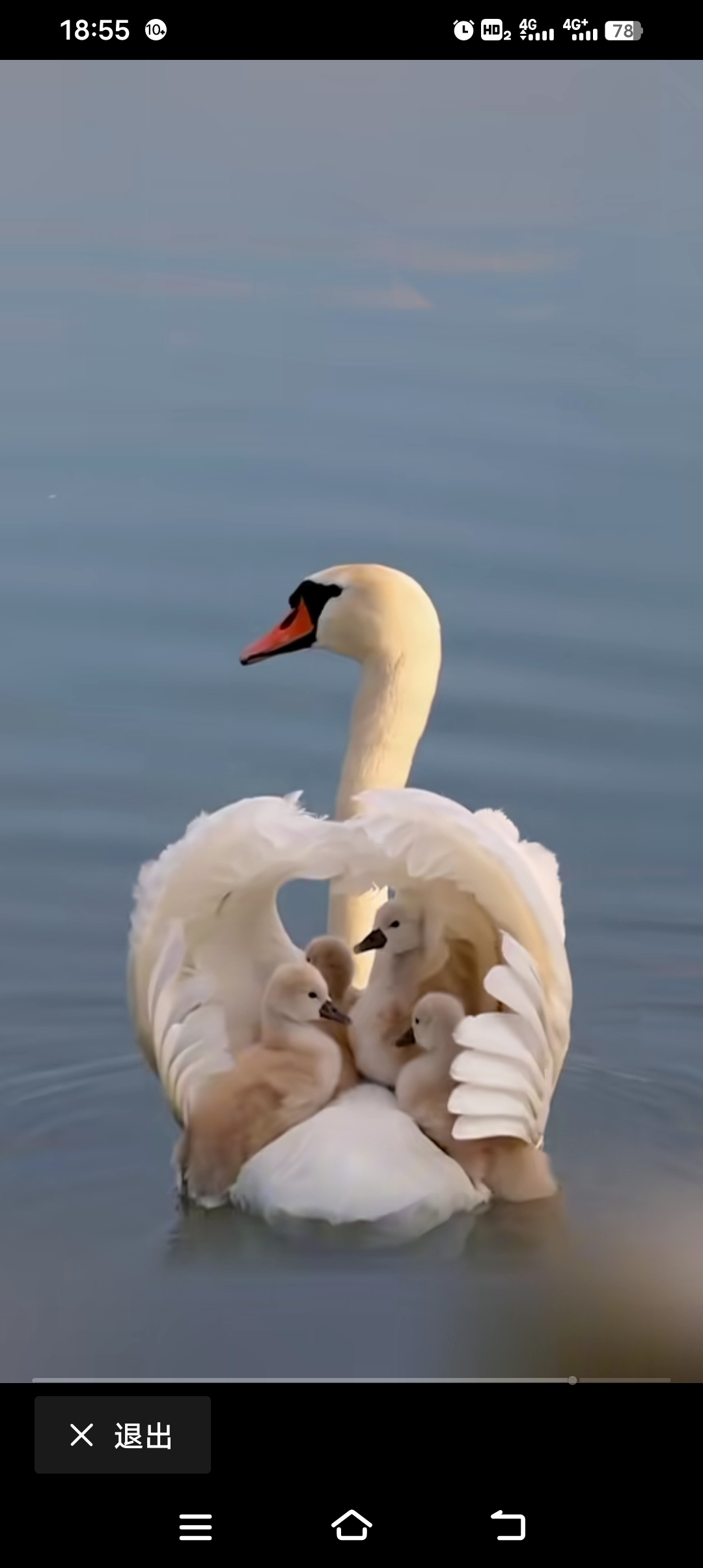 稚嫩的小天鹅努力地爬到妈妈的背上,找到了安全的港湾,对妈妈的依赖和