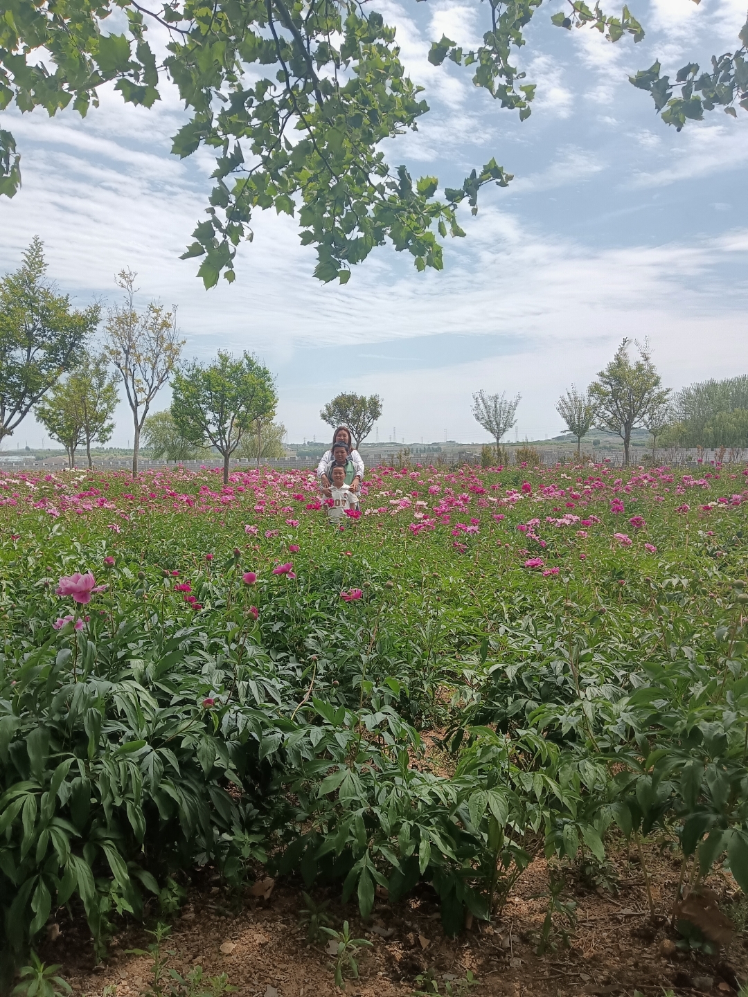青岛即墨金阳光天鹅湖