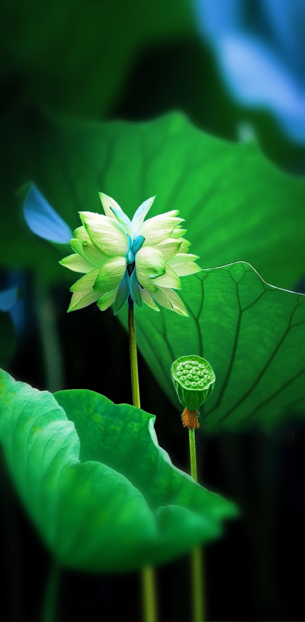 这朵并蒂莲花实在很美