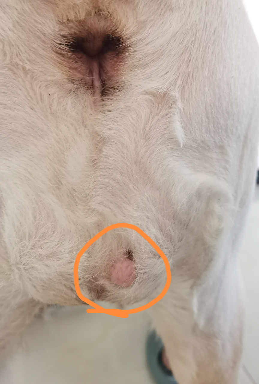 拉布拉多犬# 狗狗屁股下面长个小肉疙瘩,有朋友知道是怎么回事吗?