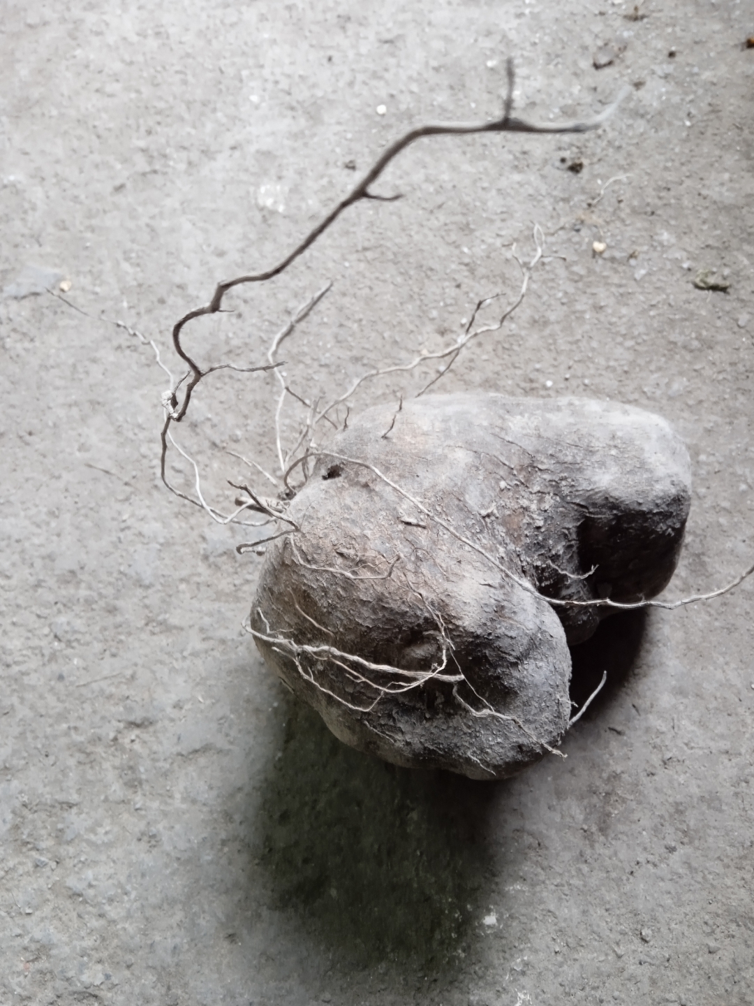 农村土产我问这叫什么