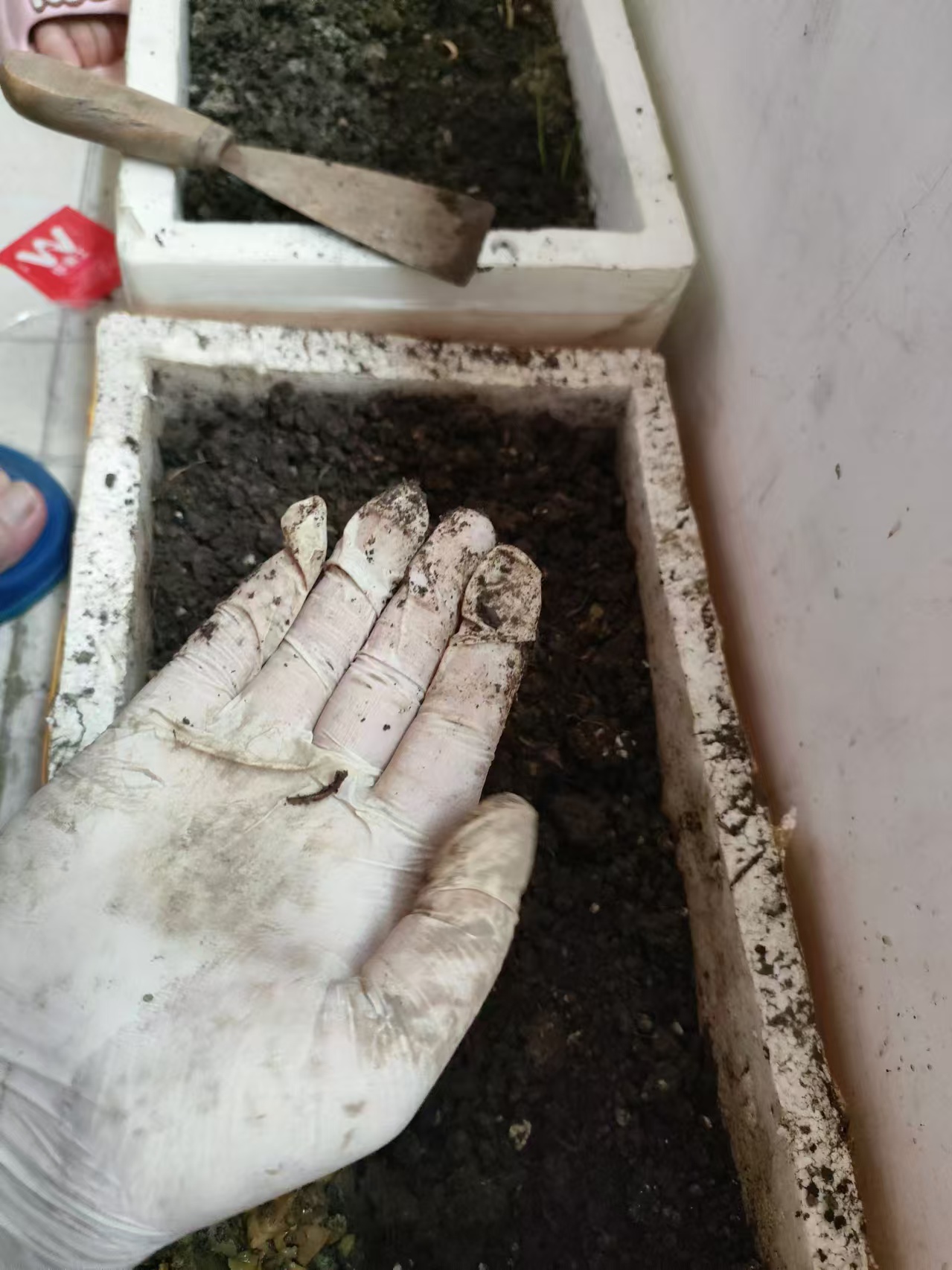 刚刚出来的小蚯蚓不少了,两个多月从二三十条到一百多条,但是辣椒苗从