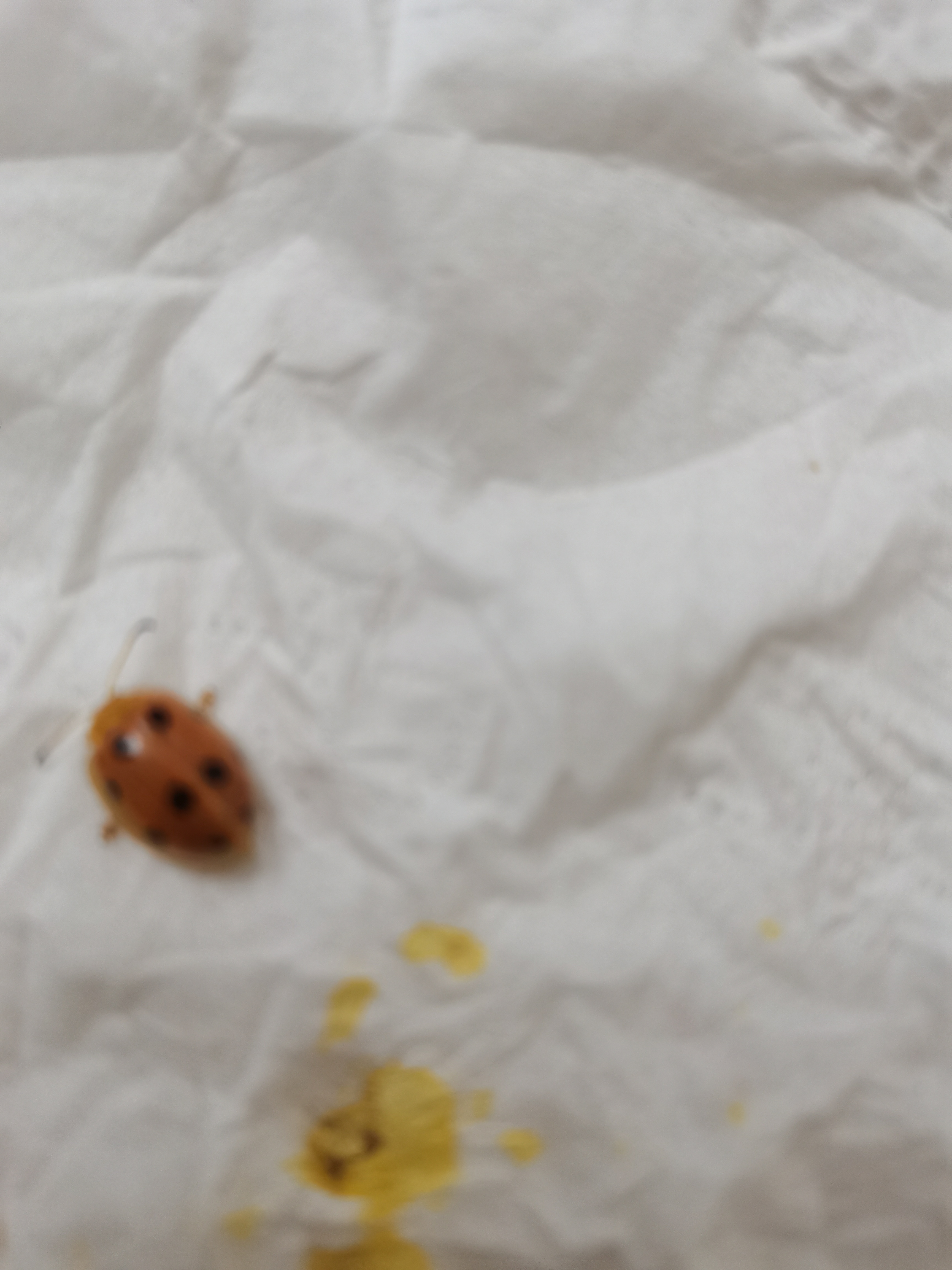 请问专家这个虫怎么消灭?(从菜地里发现的)(目前发现它吃黄瓜叶子)