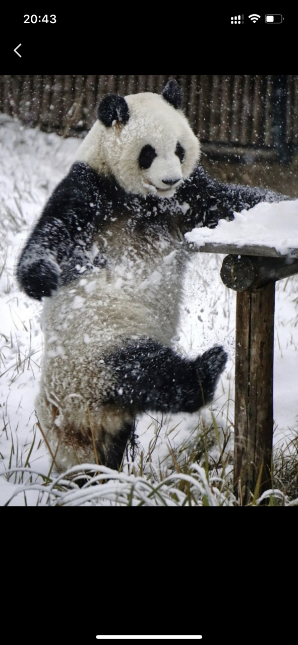 动物# 雪中玩耍的大美～大熊猫大美,成大和美兰的孩子,和成兰是