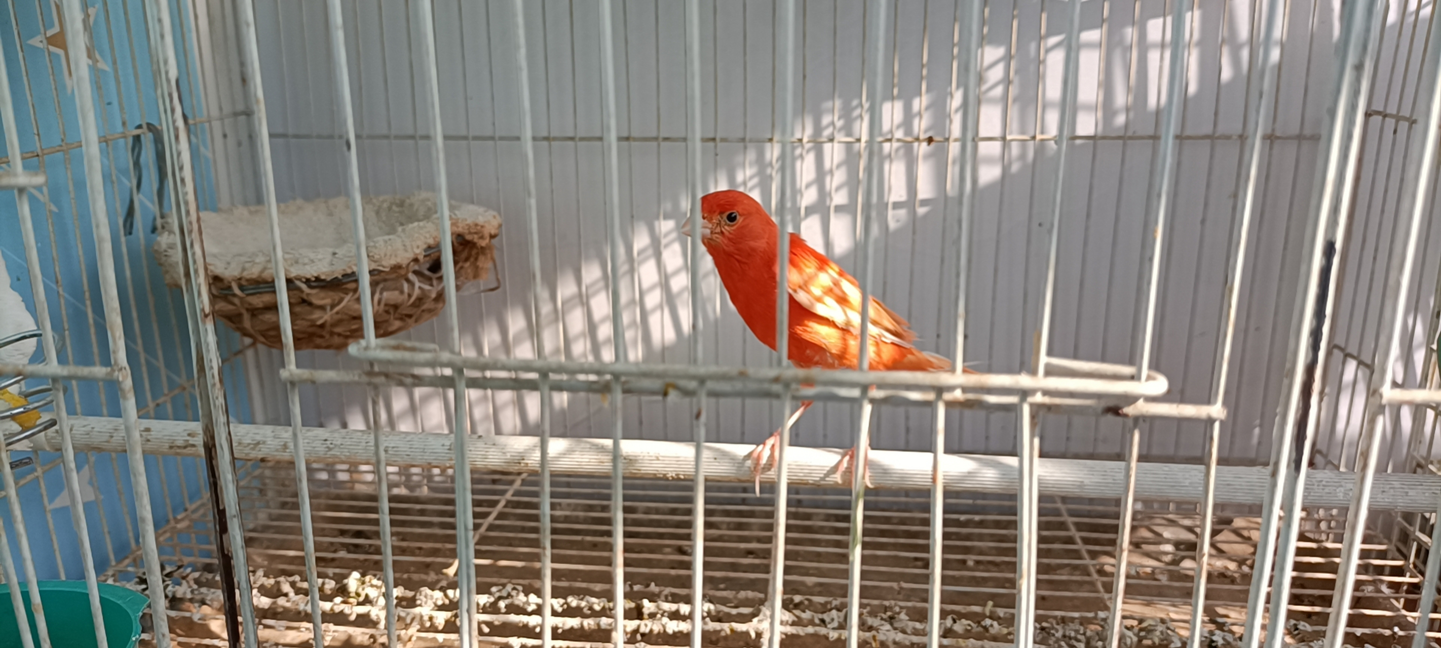 精品辣椒红金丝雀 #宠物龙猫