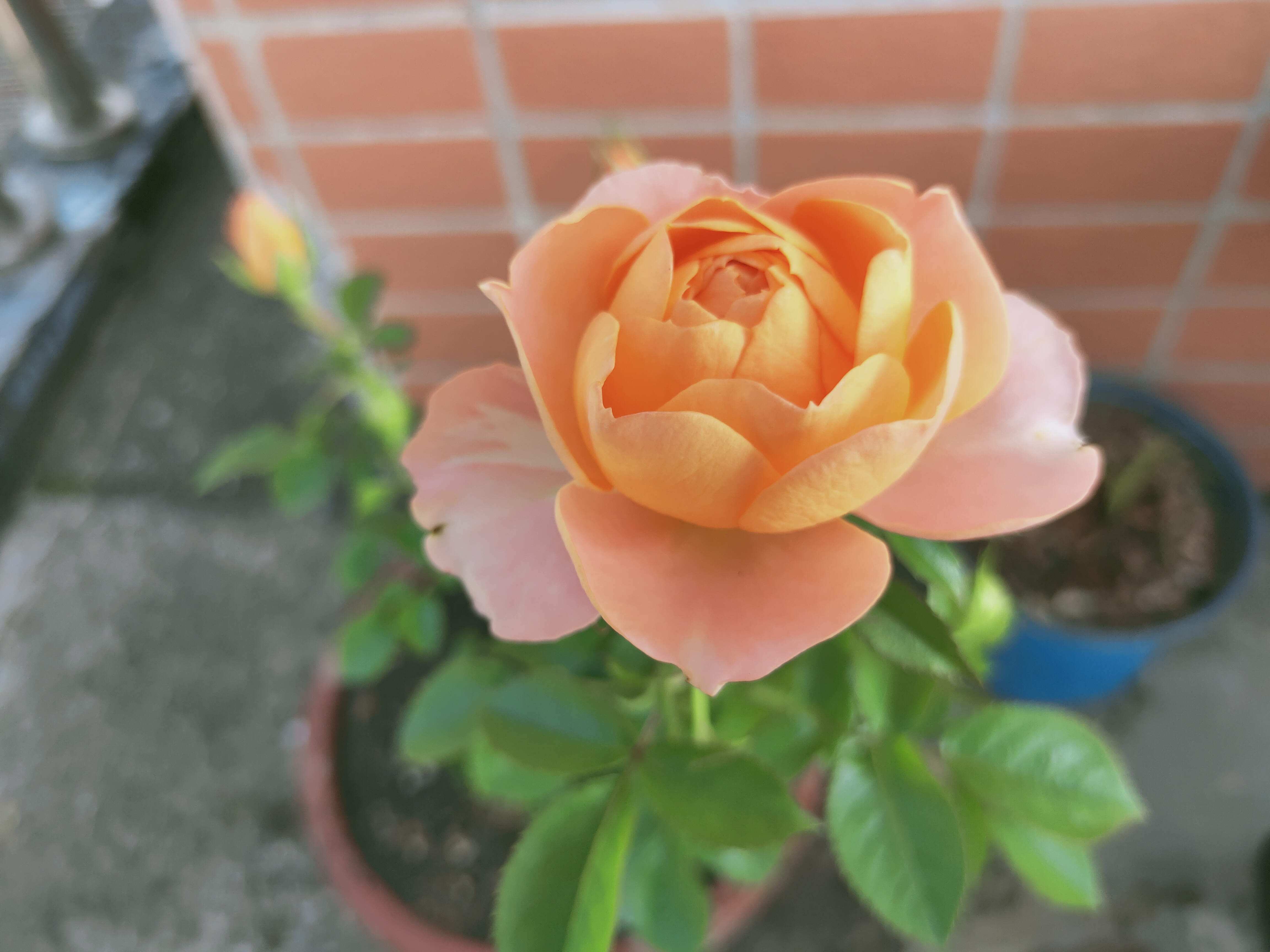 "——克里希那穆提