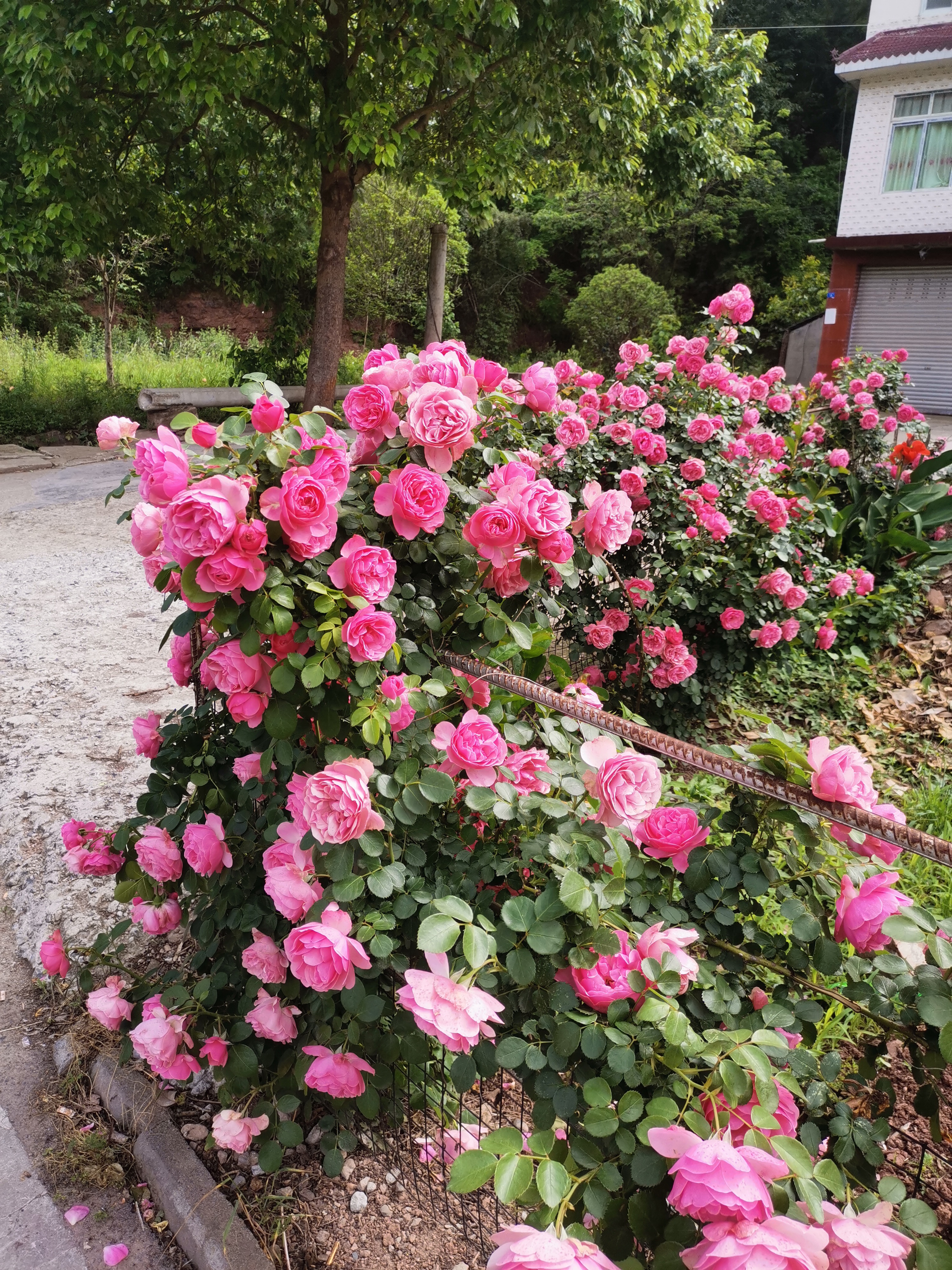 河南新乡市花图片