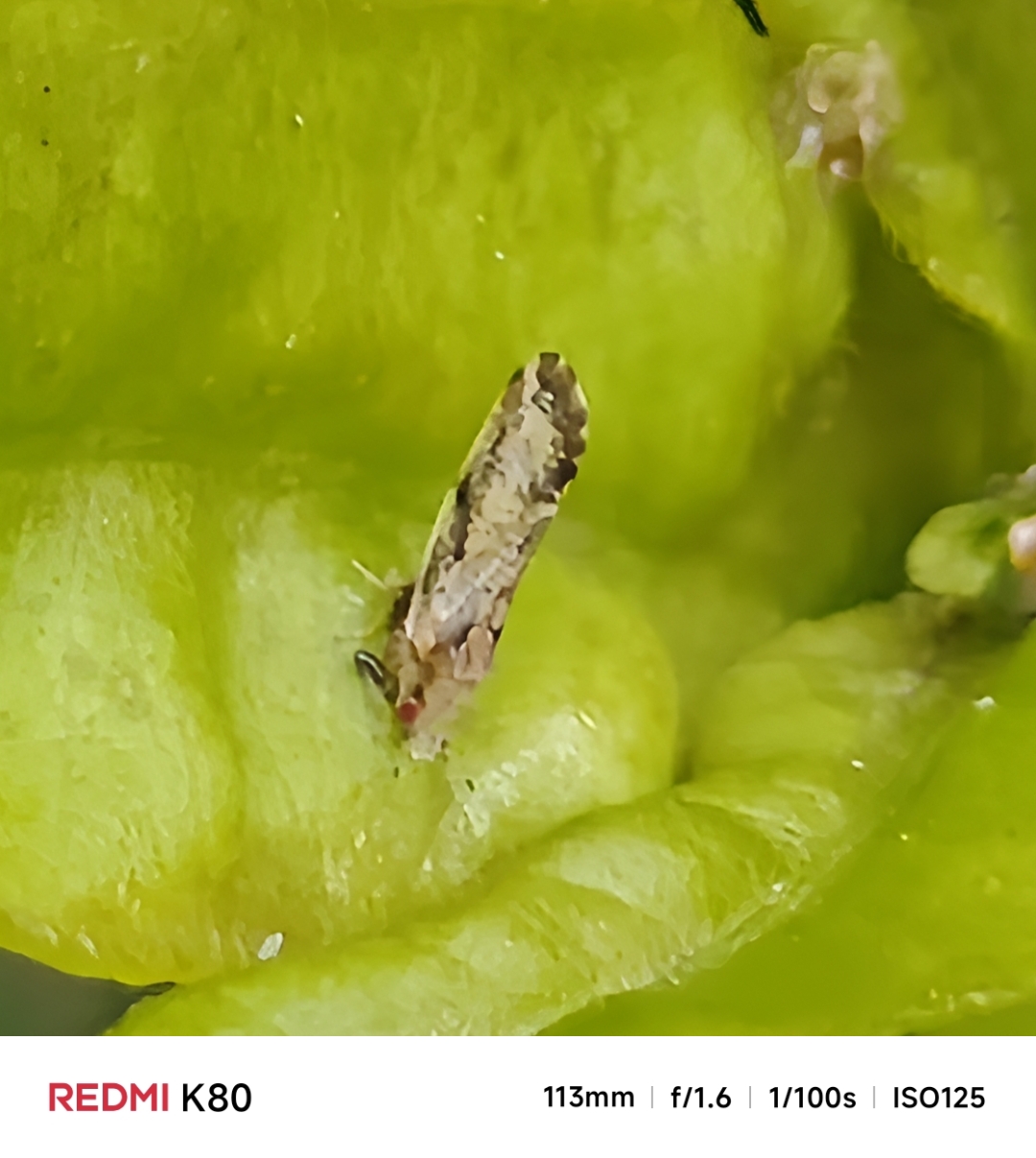 柑橘木虱(diaphorina citri  kuwayama)是柑橘类果树的重要害虫