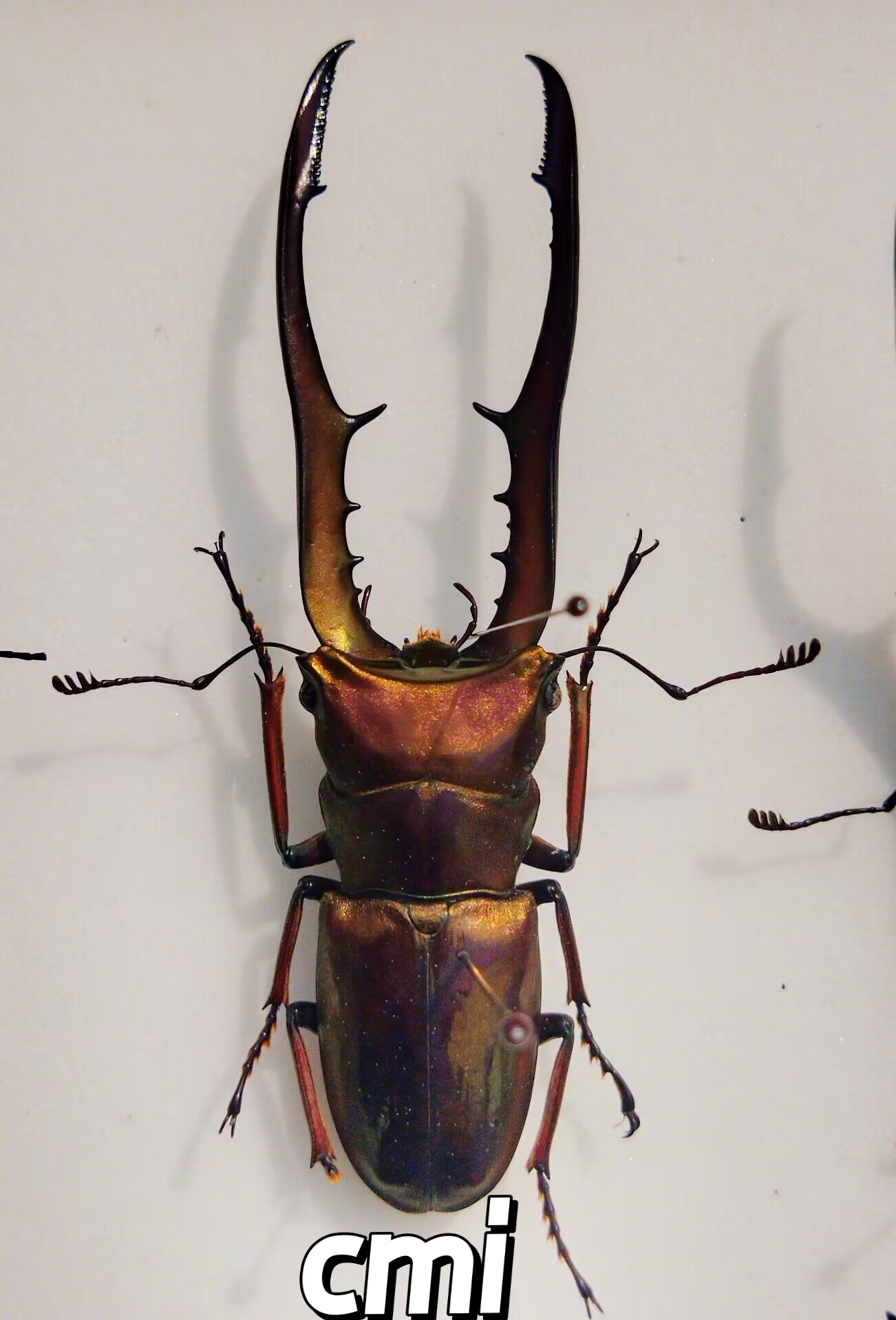 美他利佛细身赤锹甲5个亚种cmf,cms,cmi,cma,cmm