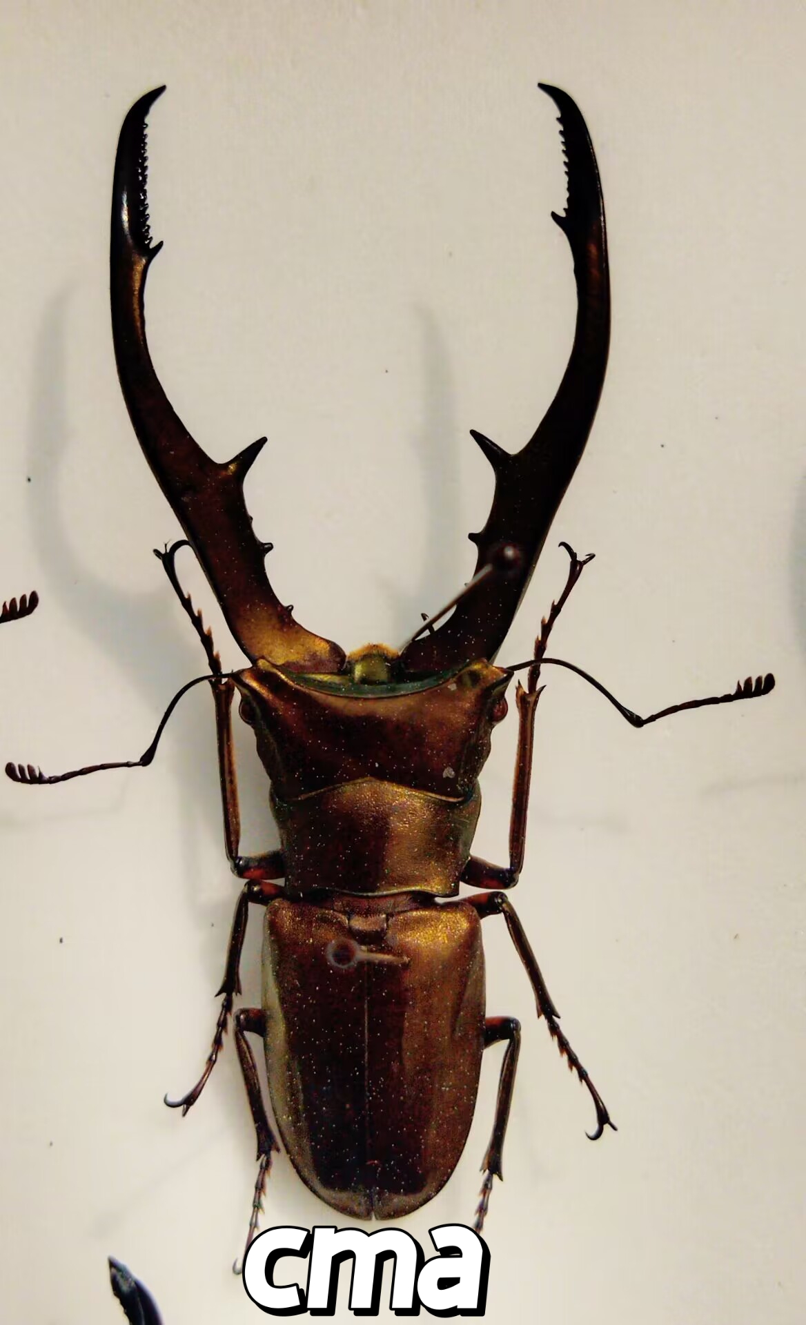 美他利佛细身赤锹甲5个亚种cmf,cms,cmi,cma,cmm