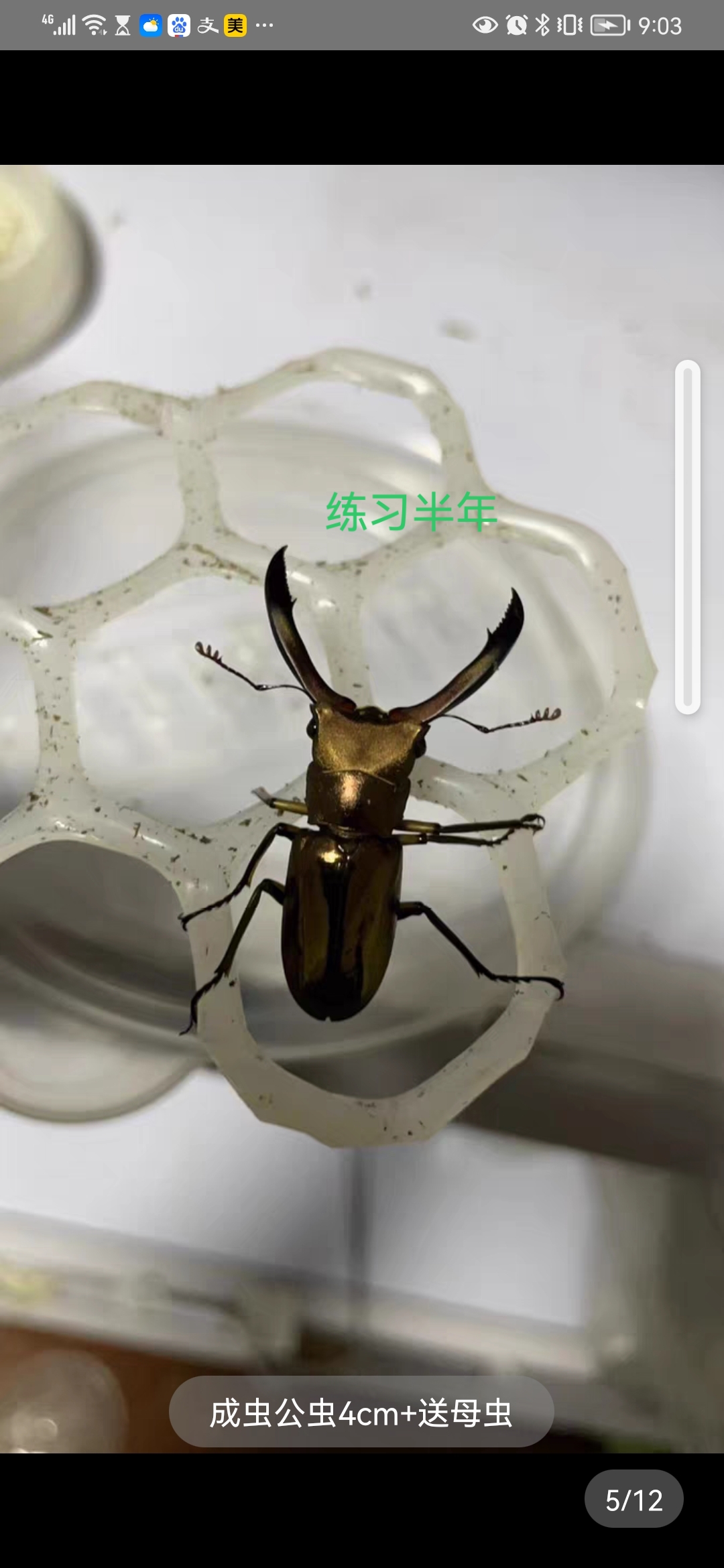 不同练习时长的美他力弗细身赤锹甲练习生