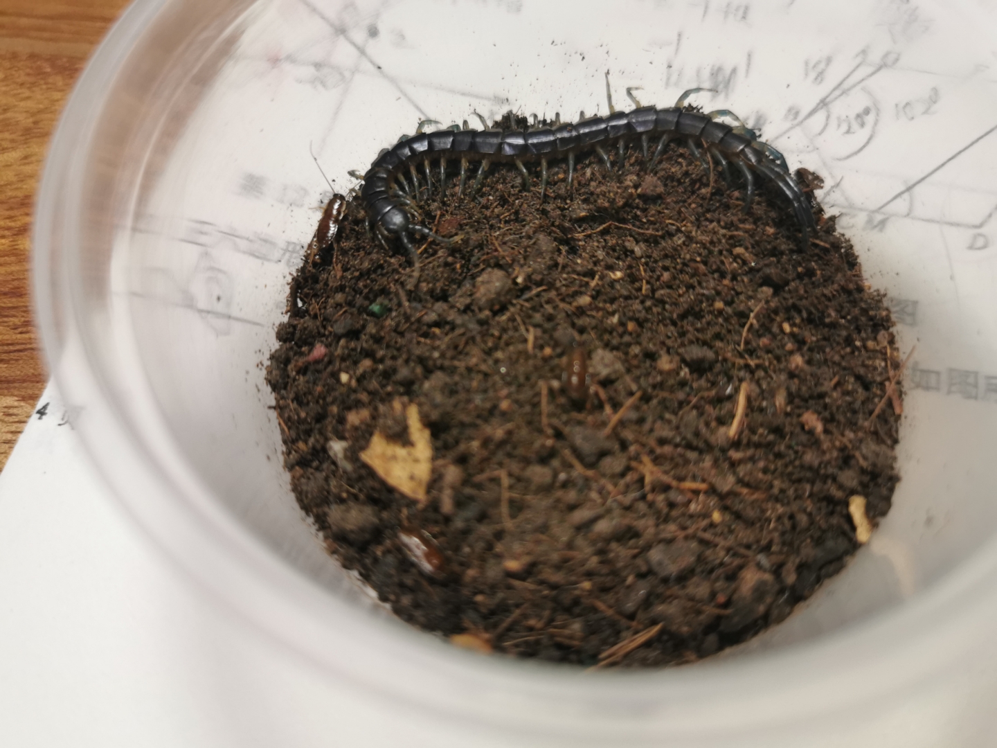 艹艹の给平耳孔蜈蚣纳兰平做了个记录