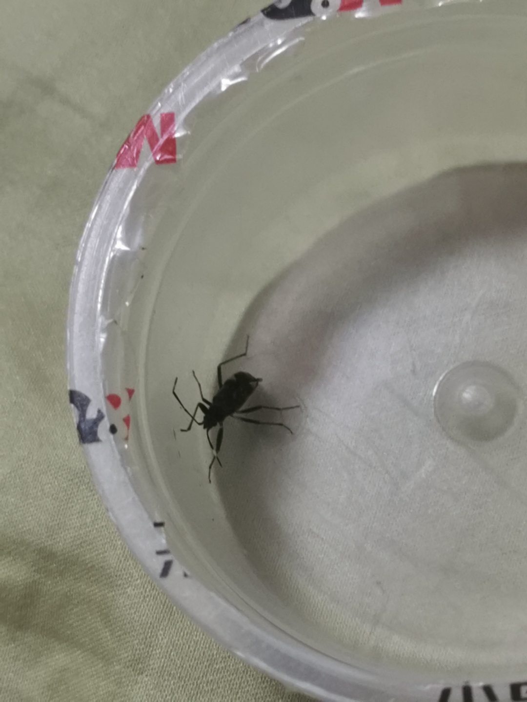 新捉的姬蝽,肉食性小型半翅目昆虫