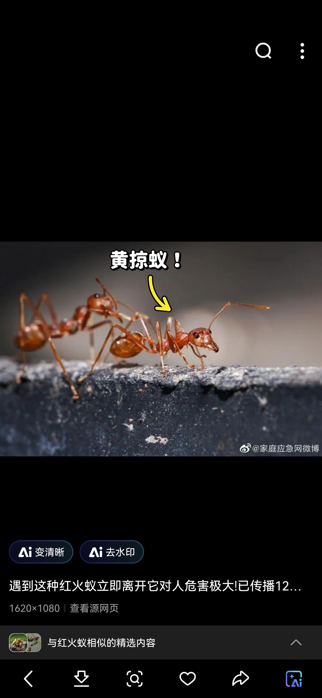 网上的红火蚁错误识别图,一个比一个离谱.