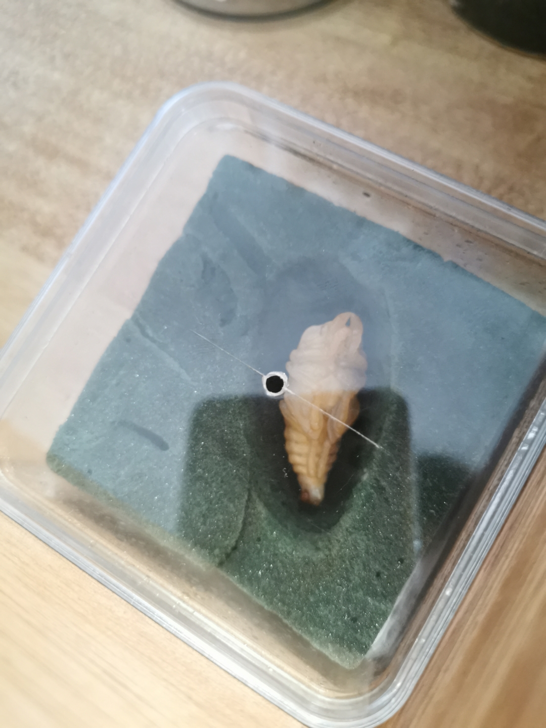 无蹼壁虎似乎对这个蛹很感兴趣.#甲虫