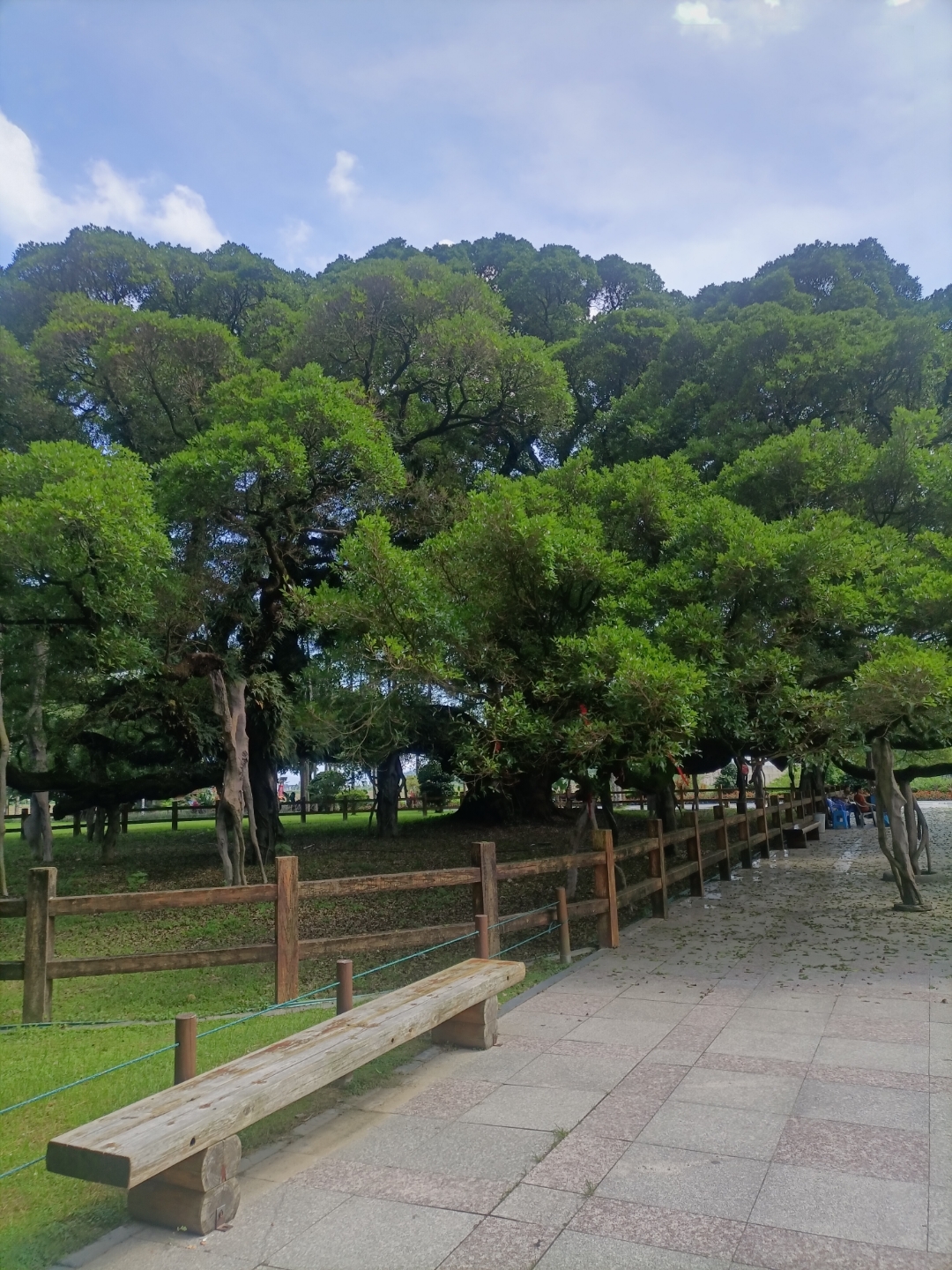 福州植物园榕树王该树树龄约千年,胸围九米,树冠投影面积约1300平方米