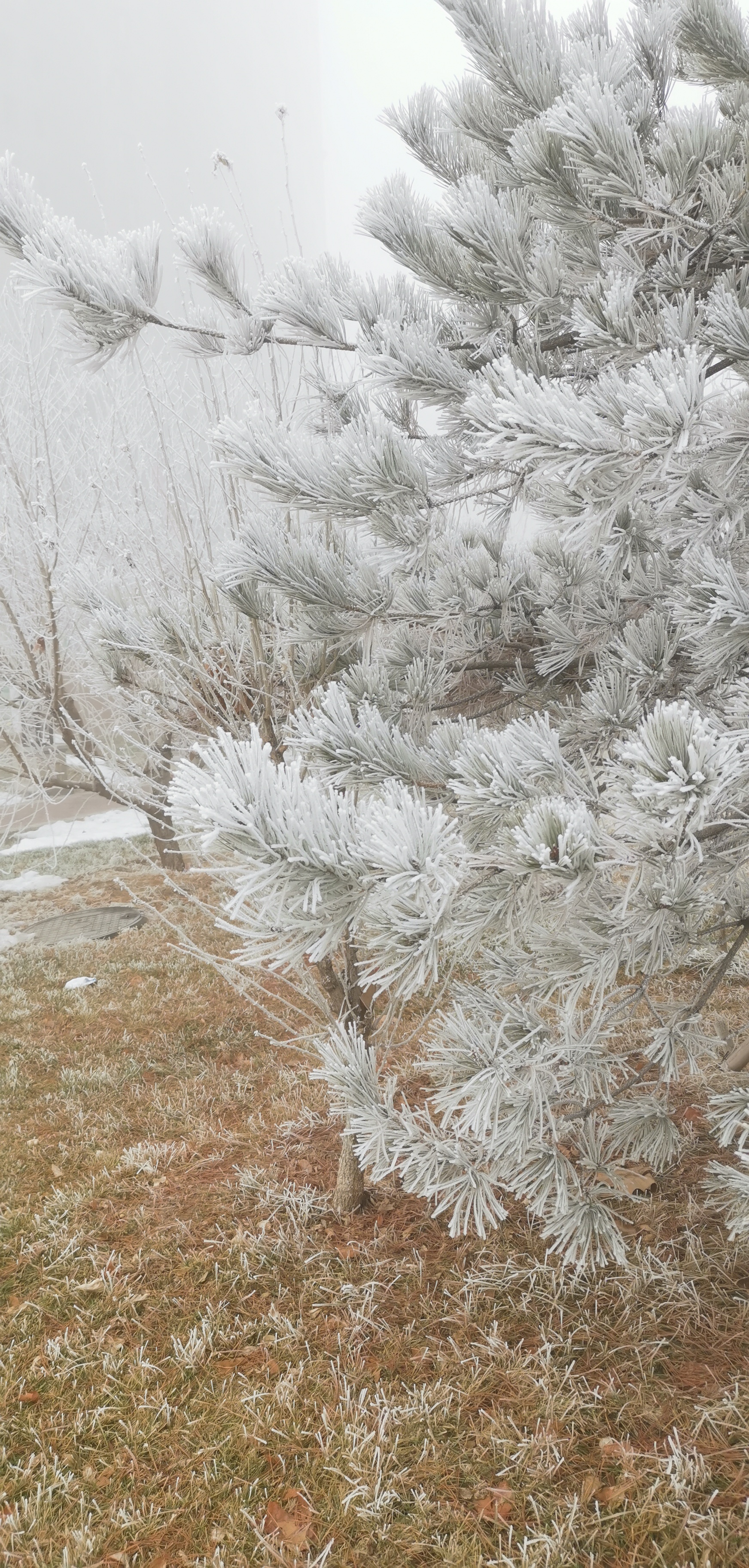 白天下雪图片真实图片