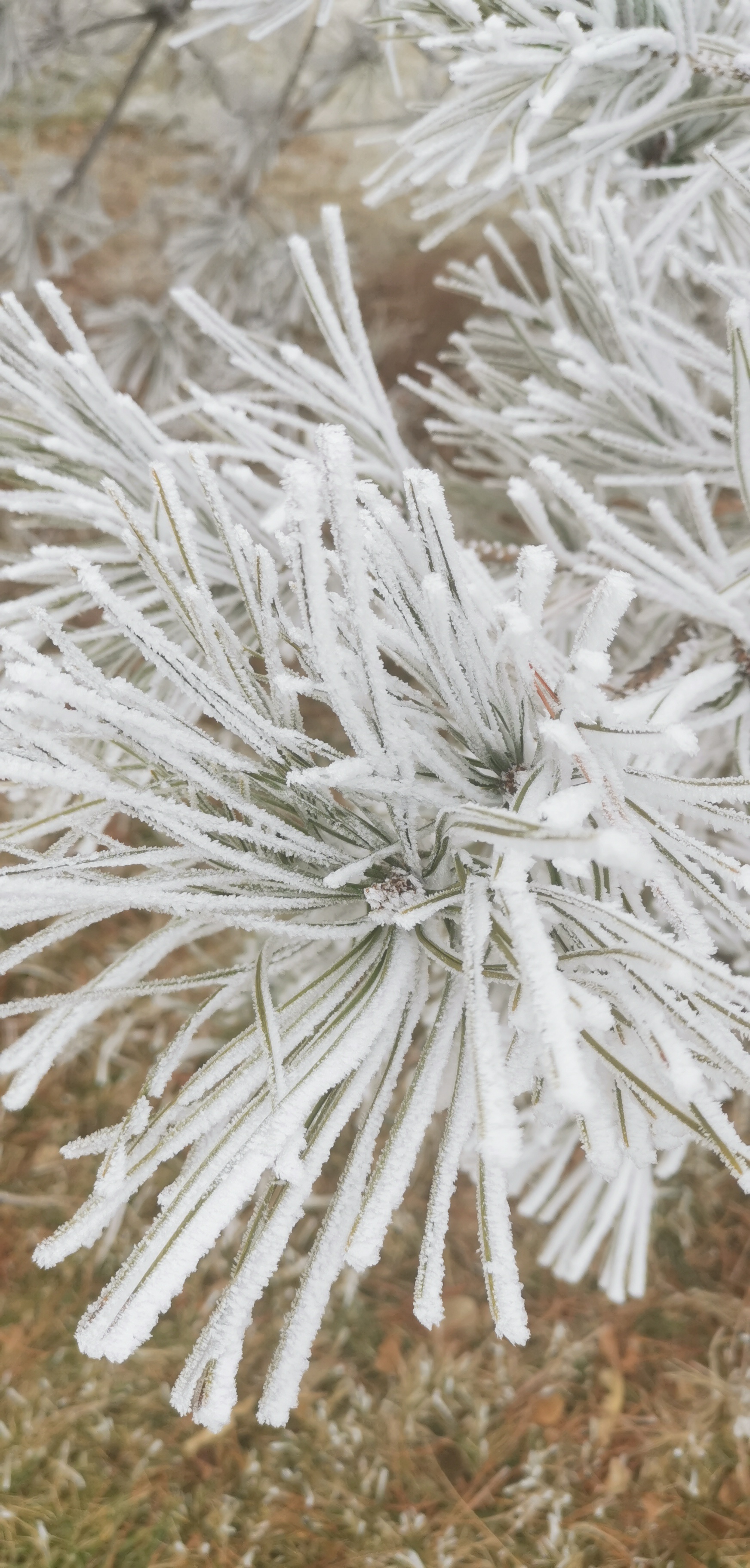 银霜满枝头,让我想起了下雪的场景,我想到了"今朝若是同淋雪,此生也算
