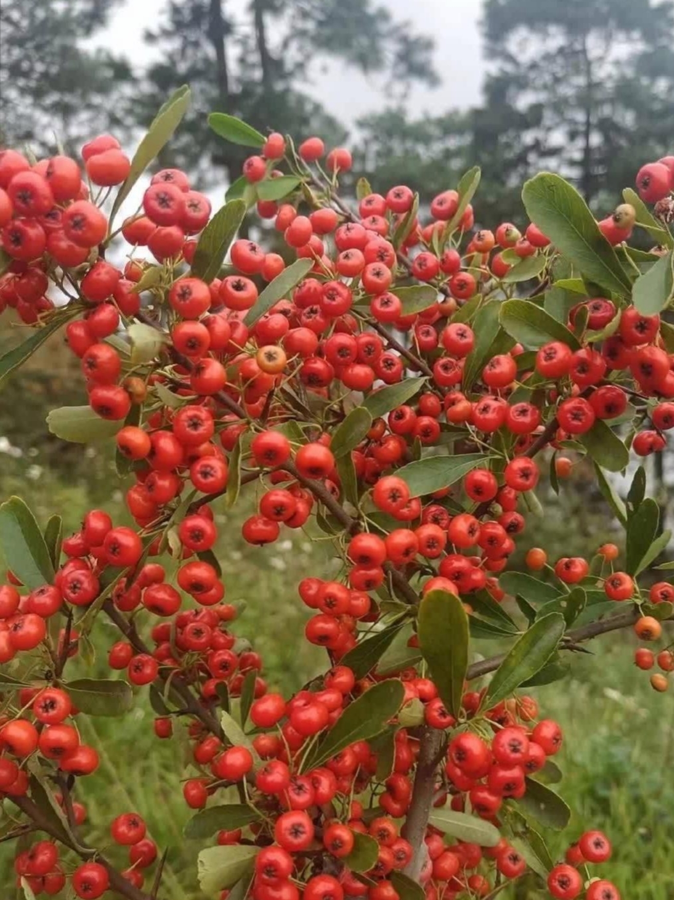 不会是谁人工种植的吧?但是种这有啥用啊!果实这么小