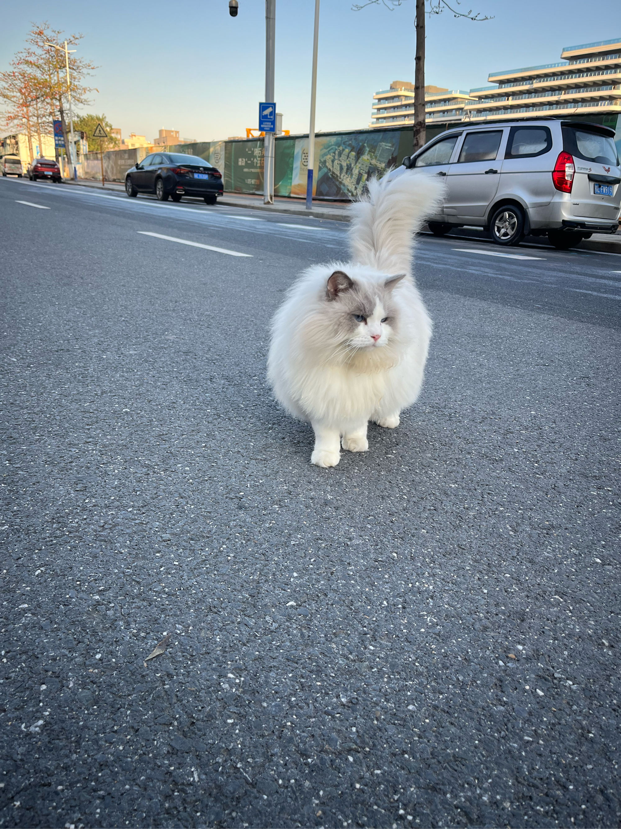 灰白色猫的品种和图片图片