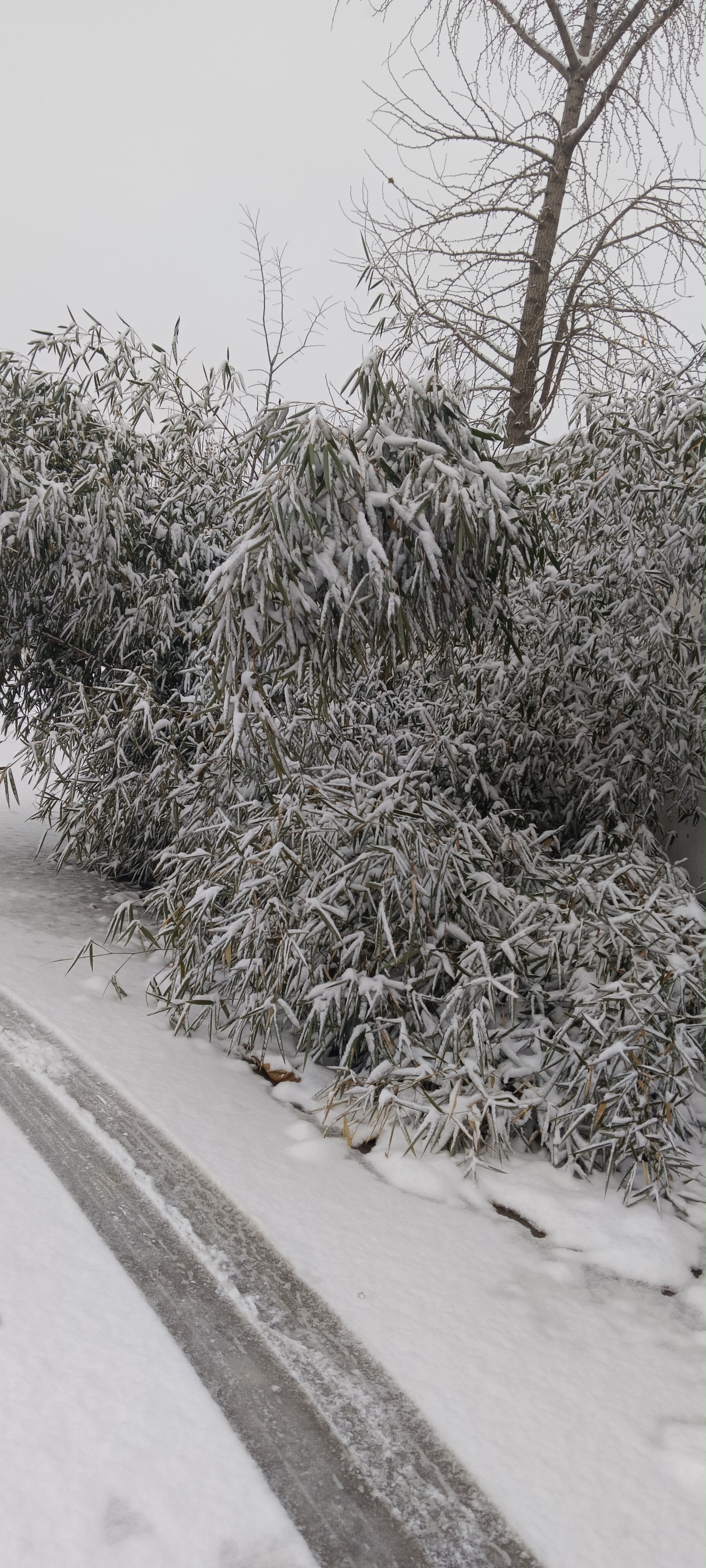 07  雪花飘飘,我的车车们在雪地里玩耍,太可爱啦!