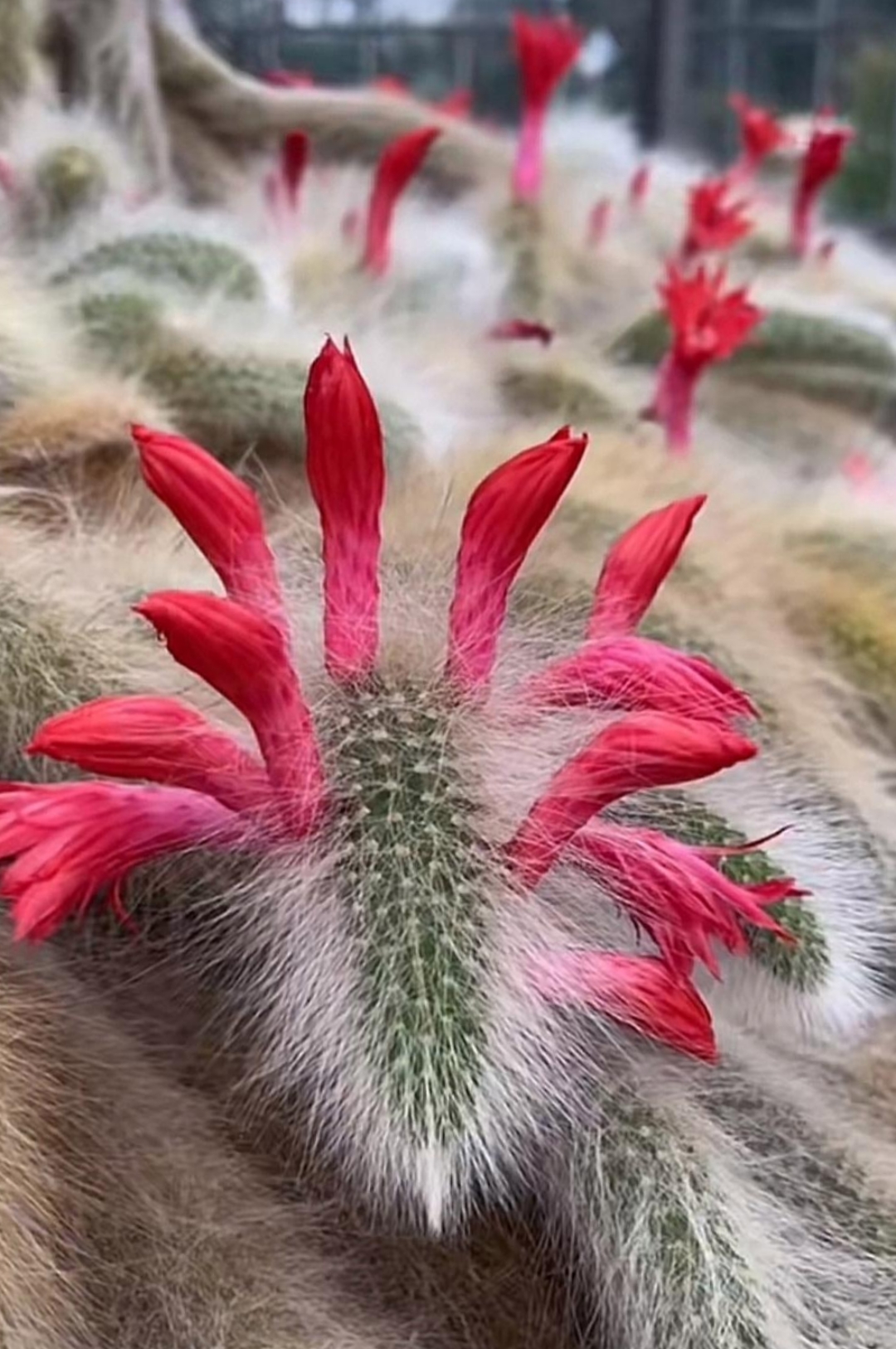 你们知道这是什么花吗?#热点引擎计划