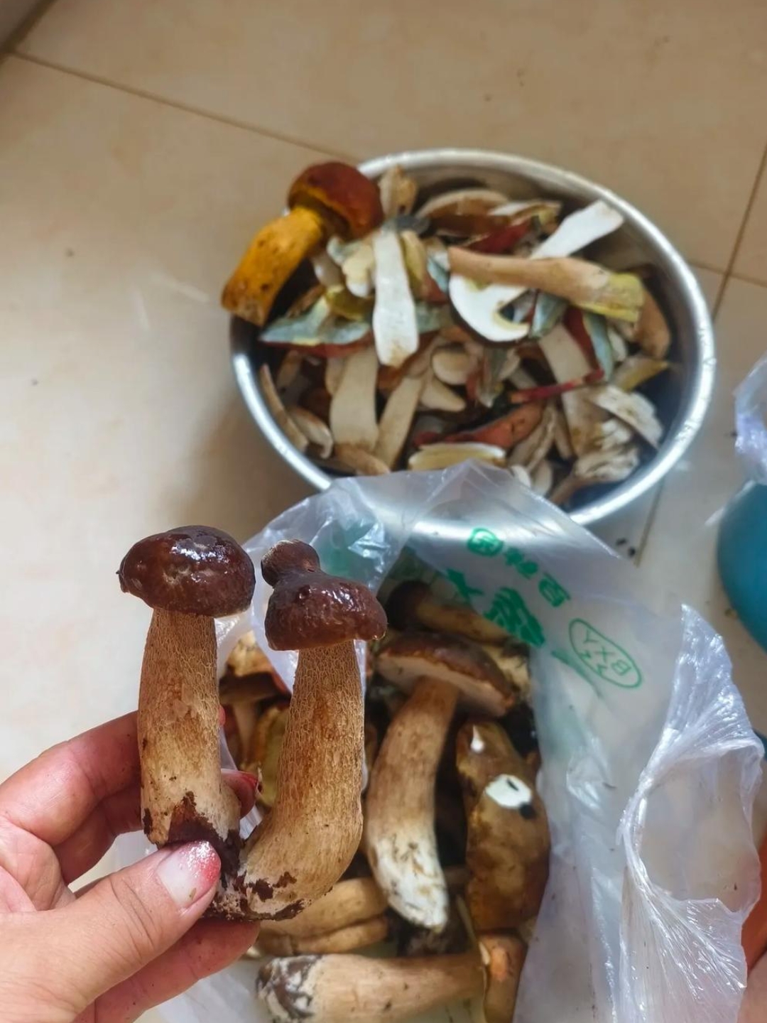 婆婆找朋友给捎来的蘑菇,这是什么蘑菇,第一次见到