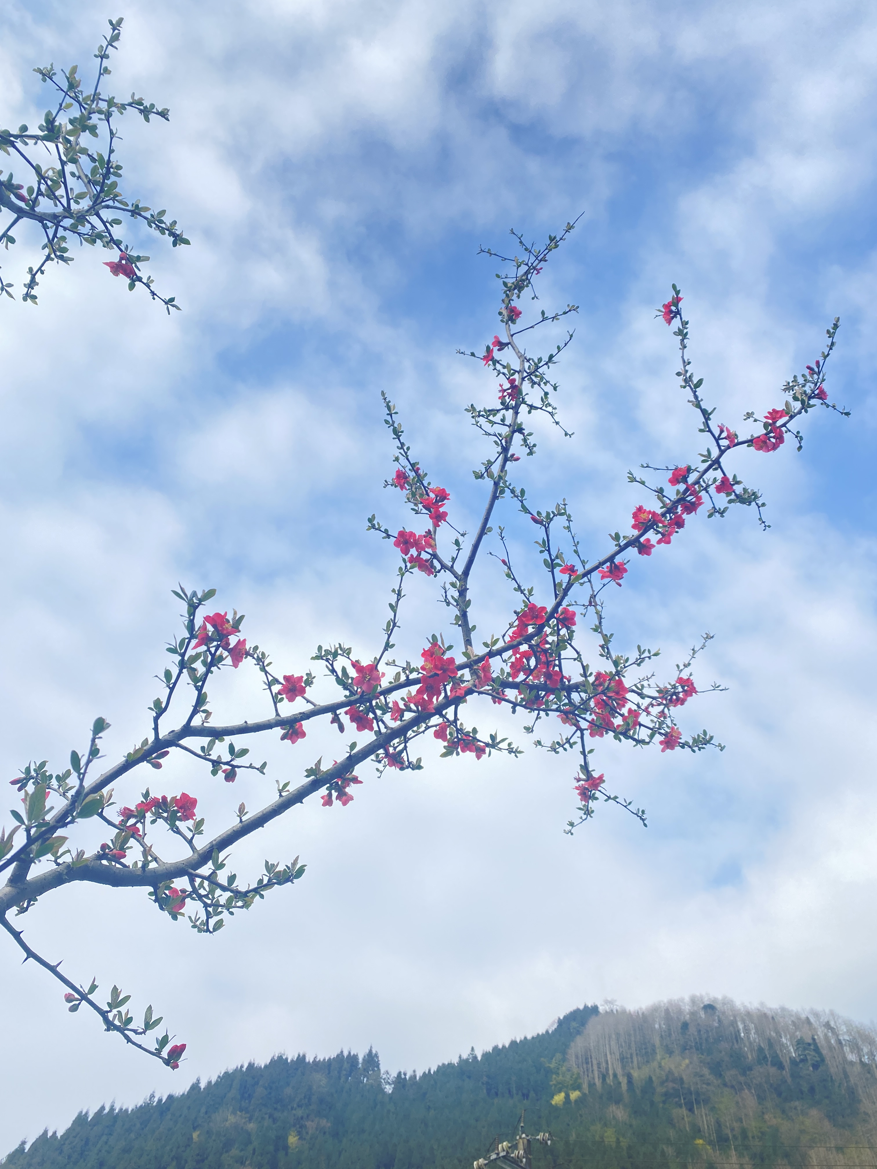 三月踏青风拂雨图片