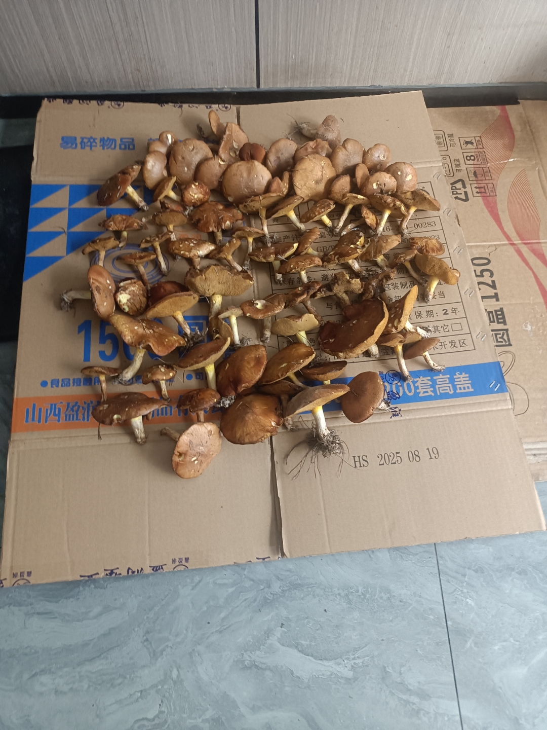 谁能知道这是什么菌菇,生长在松树下松针上生长的