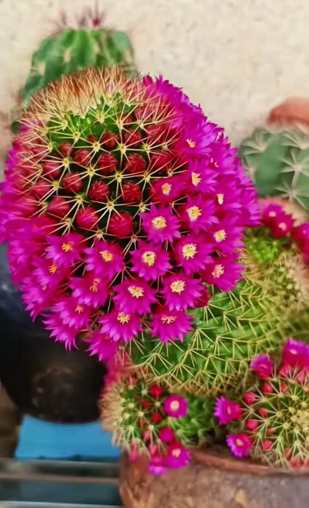 星丸仙人球花,美得仿若天外来客