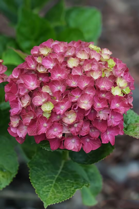 绣球花:色彩斑斓的梦幻之花