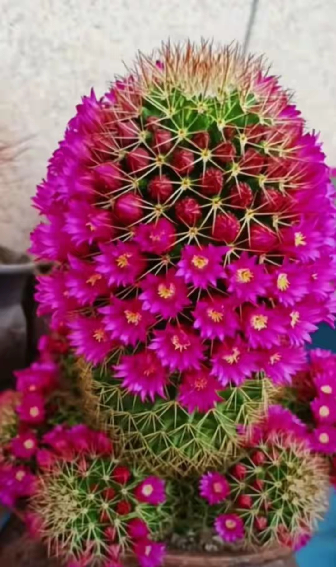 星丸仙人球花,美得仿若天外来客