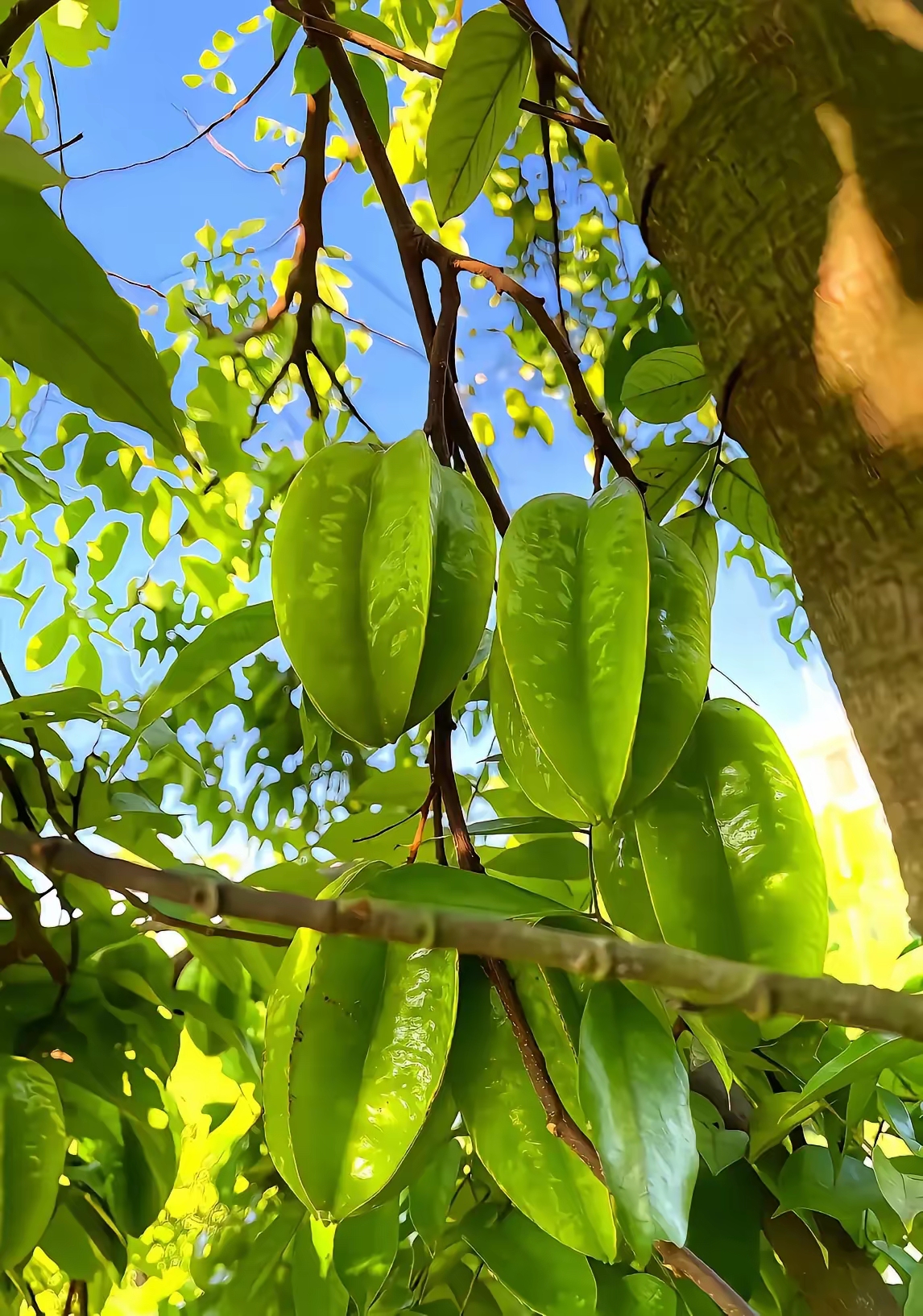 四个棱的水果是什么杨桃好看的照片杨桃图片水杨桃图片麻榨镇杨桃品种