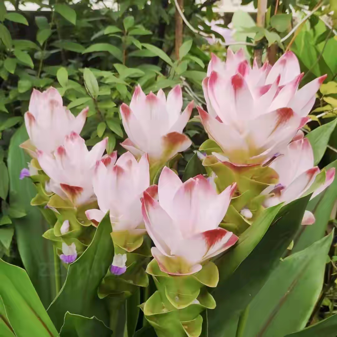 姜荷花:生姜家的"荷花仙子",美到开挂!